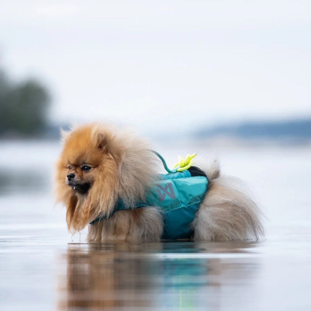 Hundeschwimmweste-non-stop-dogwear-Protector-Life-Jacket-Teal-Mood3