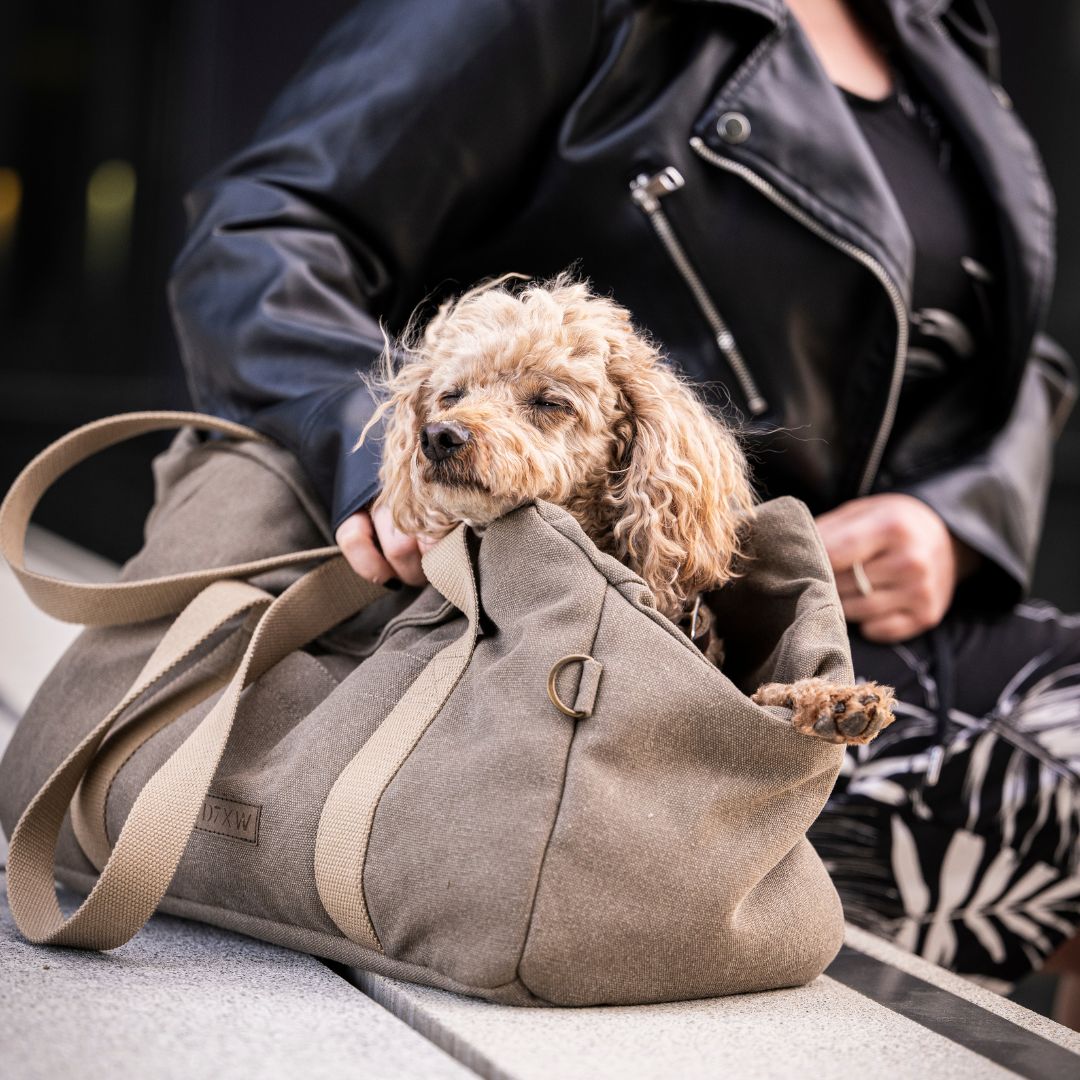 Hundetasche-Lucca-Canvas-Sand-C7-x-Woofstuff-Hund3