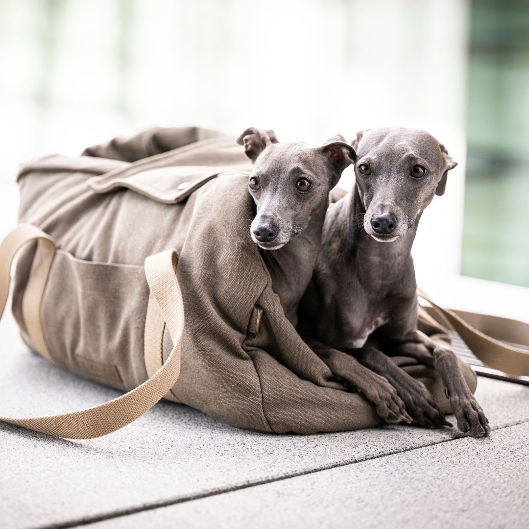 Hundetasche-Lucca-Canvas-Sand-C7-x-Woofstuff-Hund6