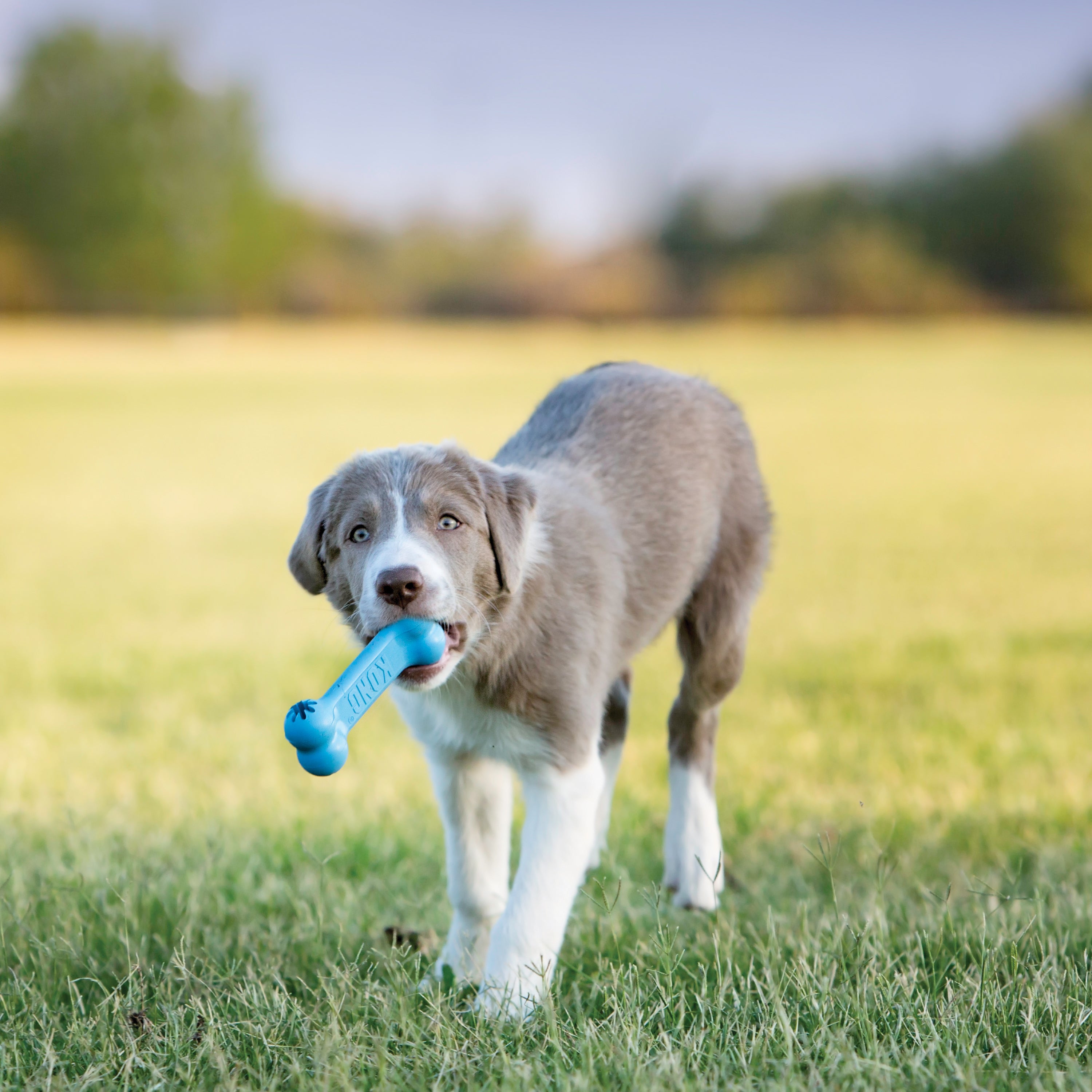 Kong-Puppy-Goodie-Bone-Small-Mood