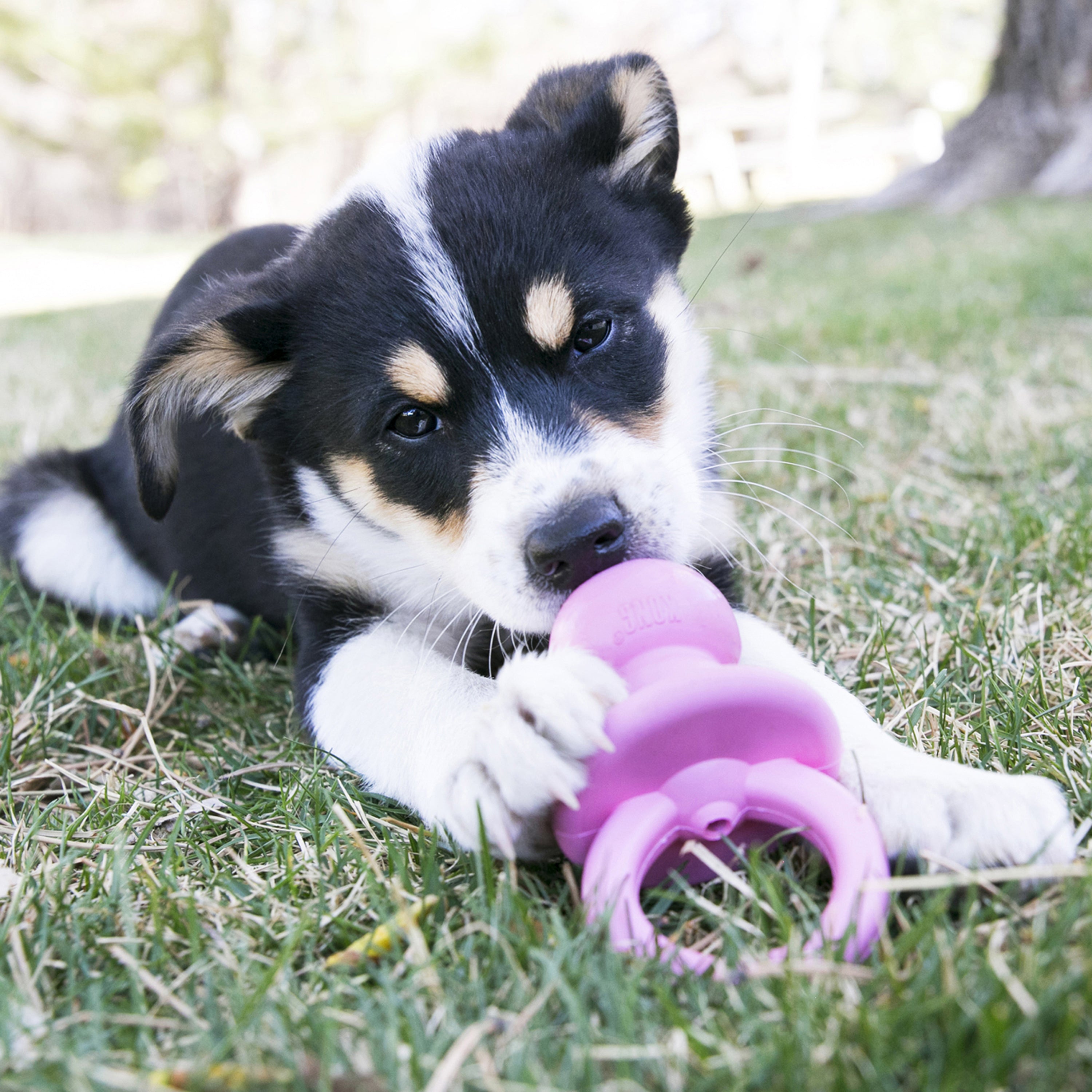 Kong-Puppy-Binkie-Rosa-Hund