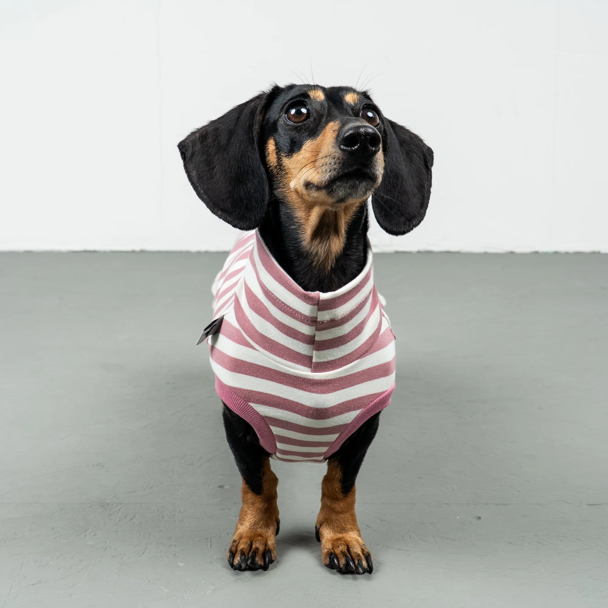 Karma-Hund-Baumwollshirt-Dackel-Pink-Stripes-4