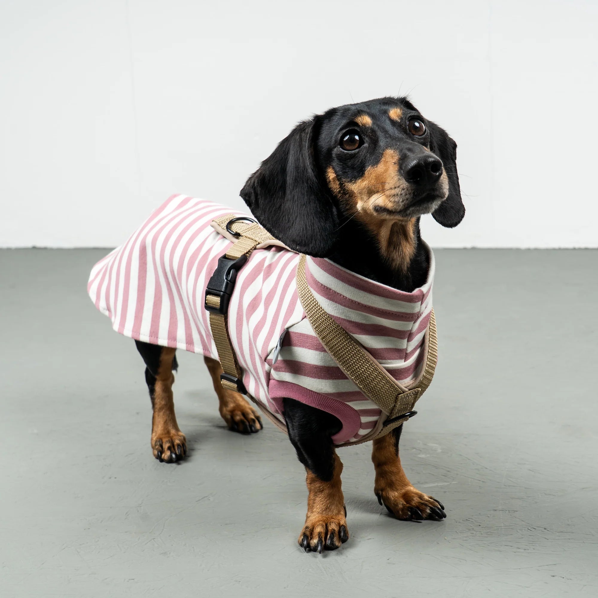 Karma-Hund-Baumwollshirt-Dackel-Pink-Stripes-5