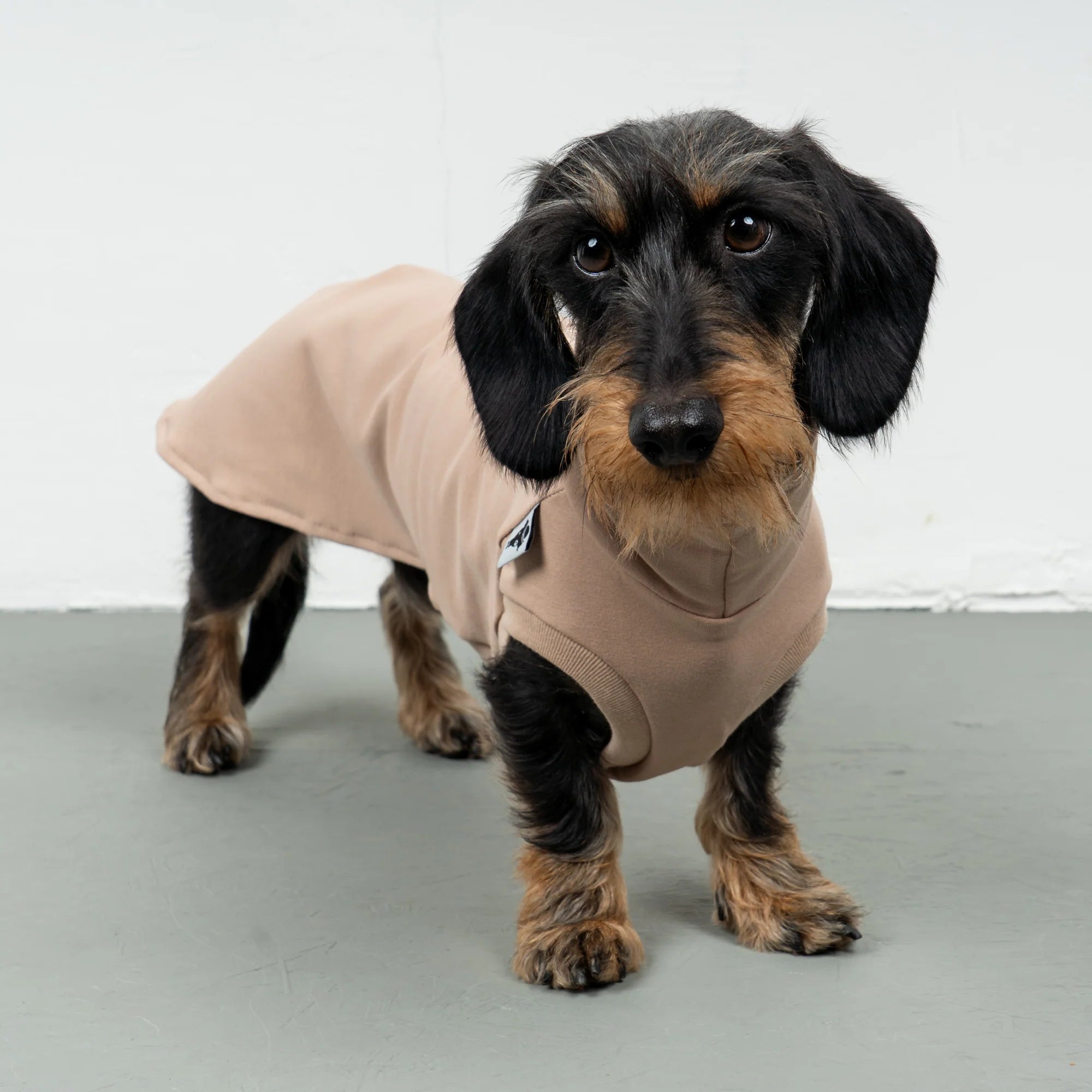 Karma-Hund-Baumwollshirt-Dackel-Puder-Beige-2
