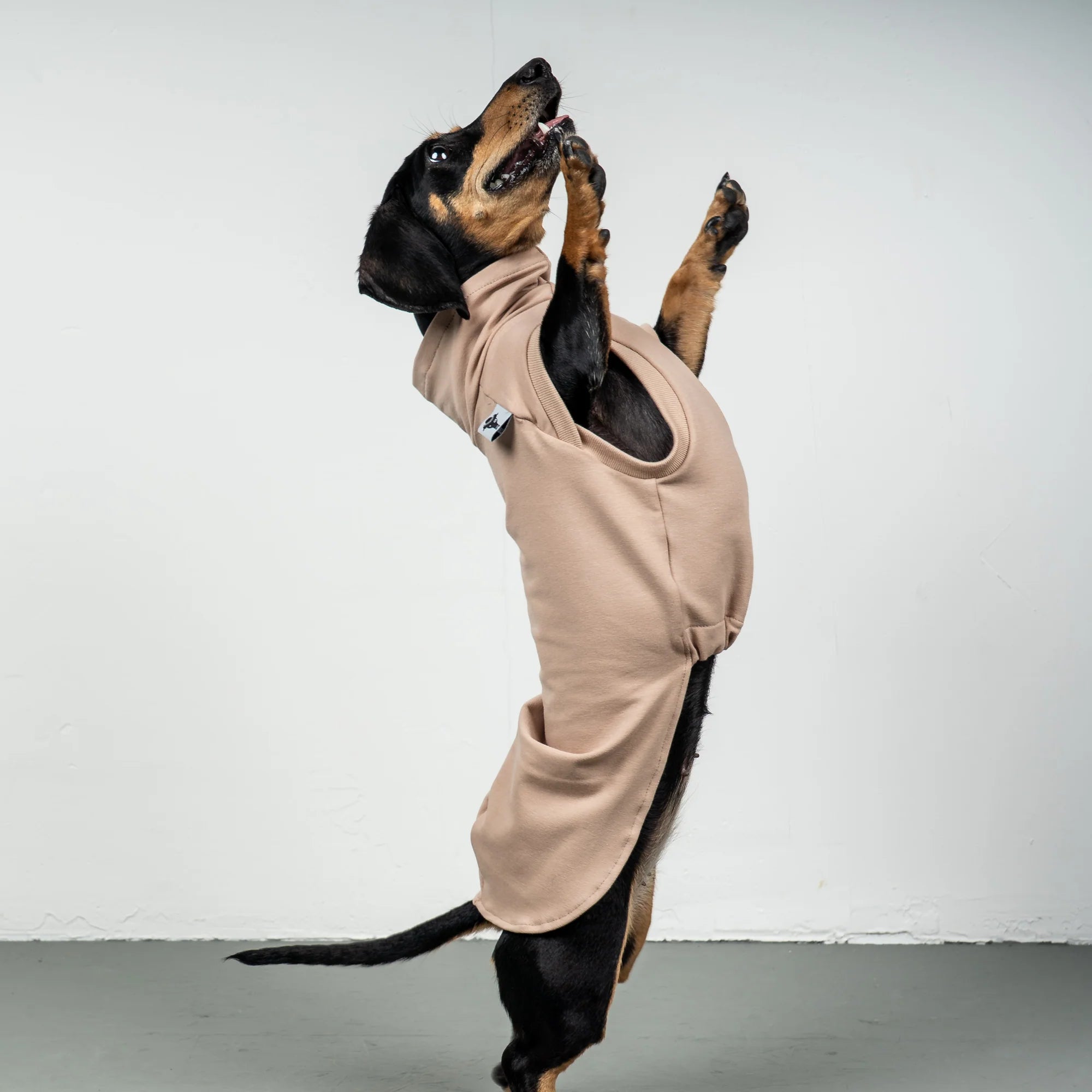 Karma-Hund-Baumwollshirt-Dackel-Puder-Beige-3