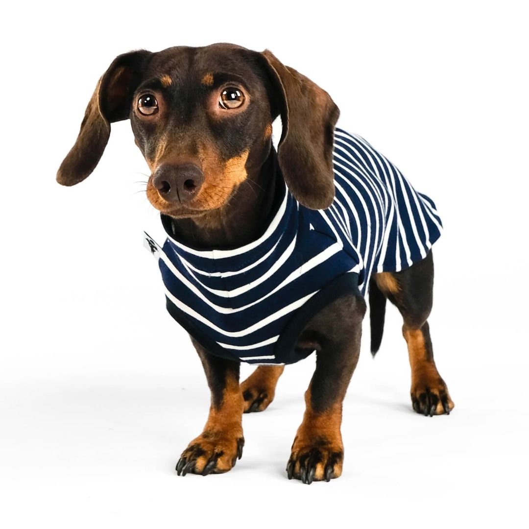 Karma-Hund-Dackel-Cotton-Shirt-Navy-Hund5
