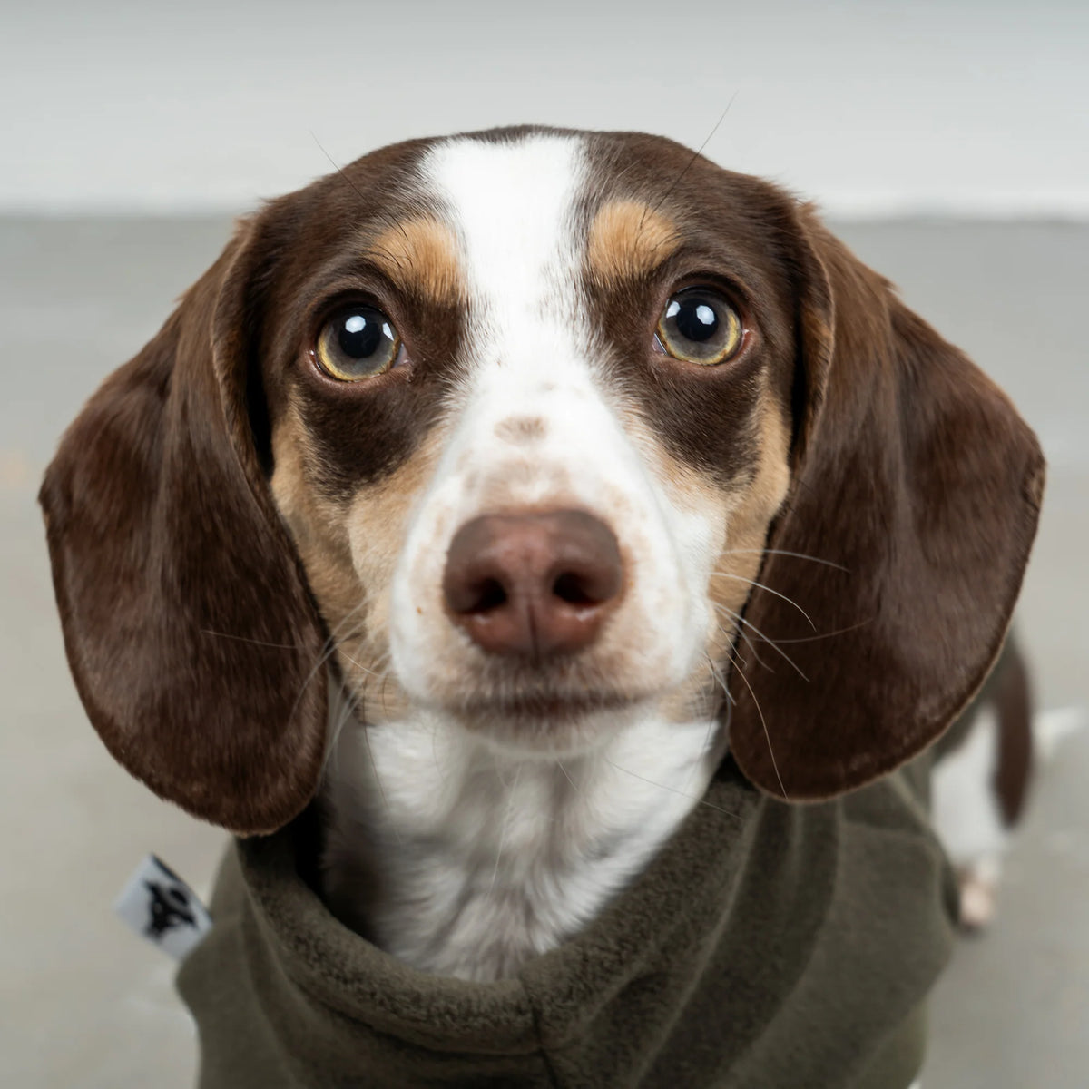 Karma-Hund-Dackel-Fleece-Longshirt-Dark-Olive4