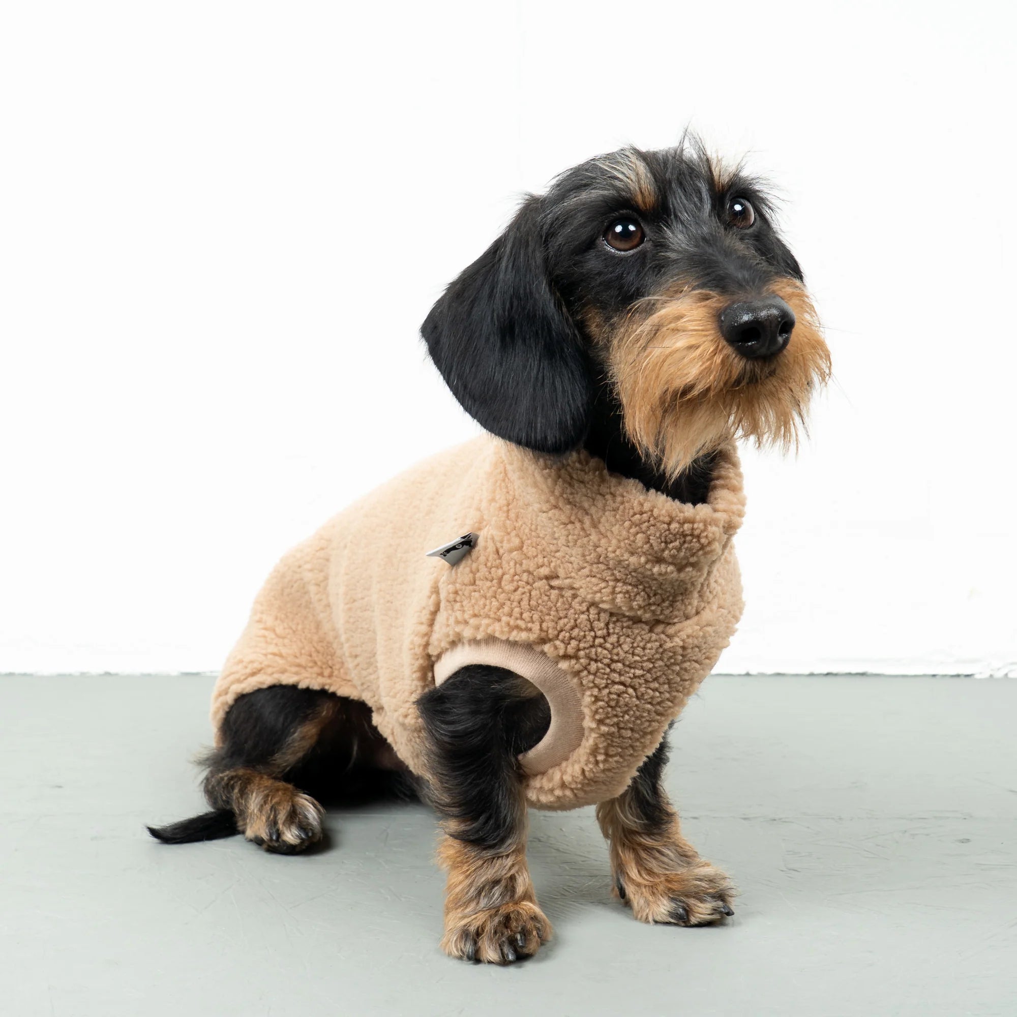 Karma-Hund-Dackel-Teddy-Longshirt-Camel-2