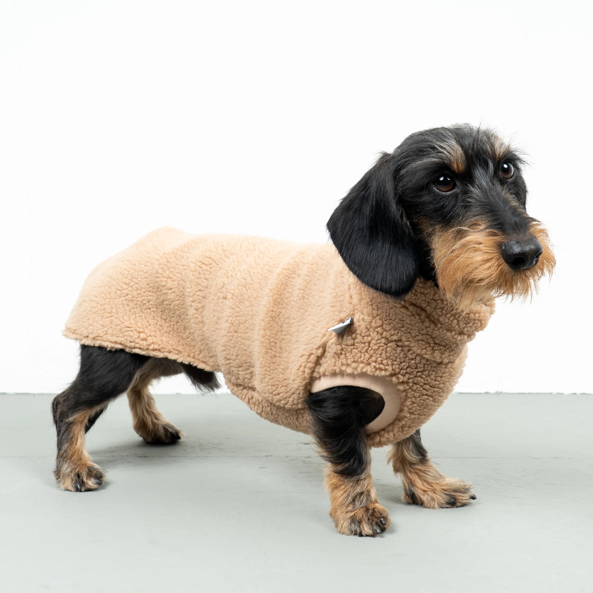 Karma-Hund-Dackel-Teddy-Longshirt-Camel