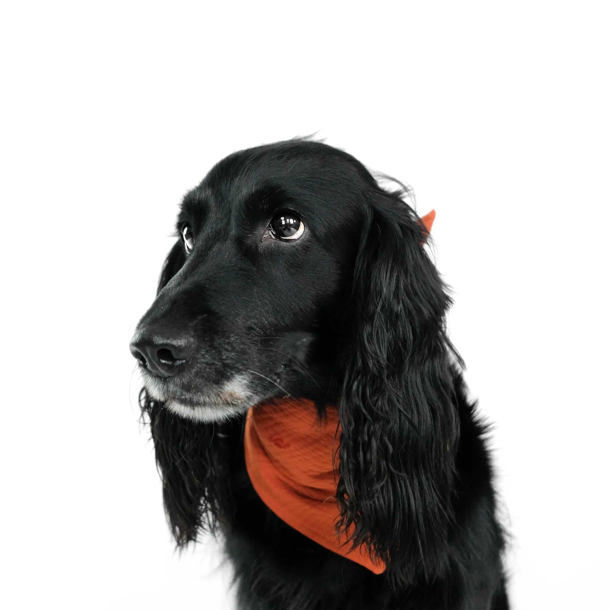 Karma-Hund-Hundehalstuch-Bandana-Brick-Red-Hund2