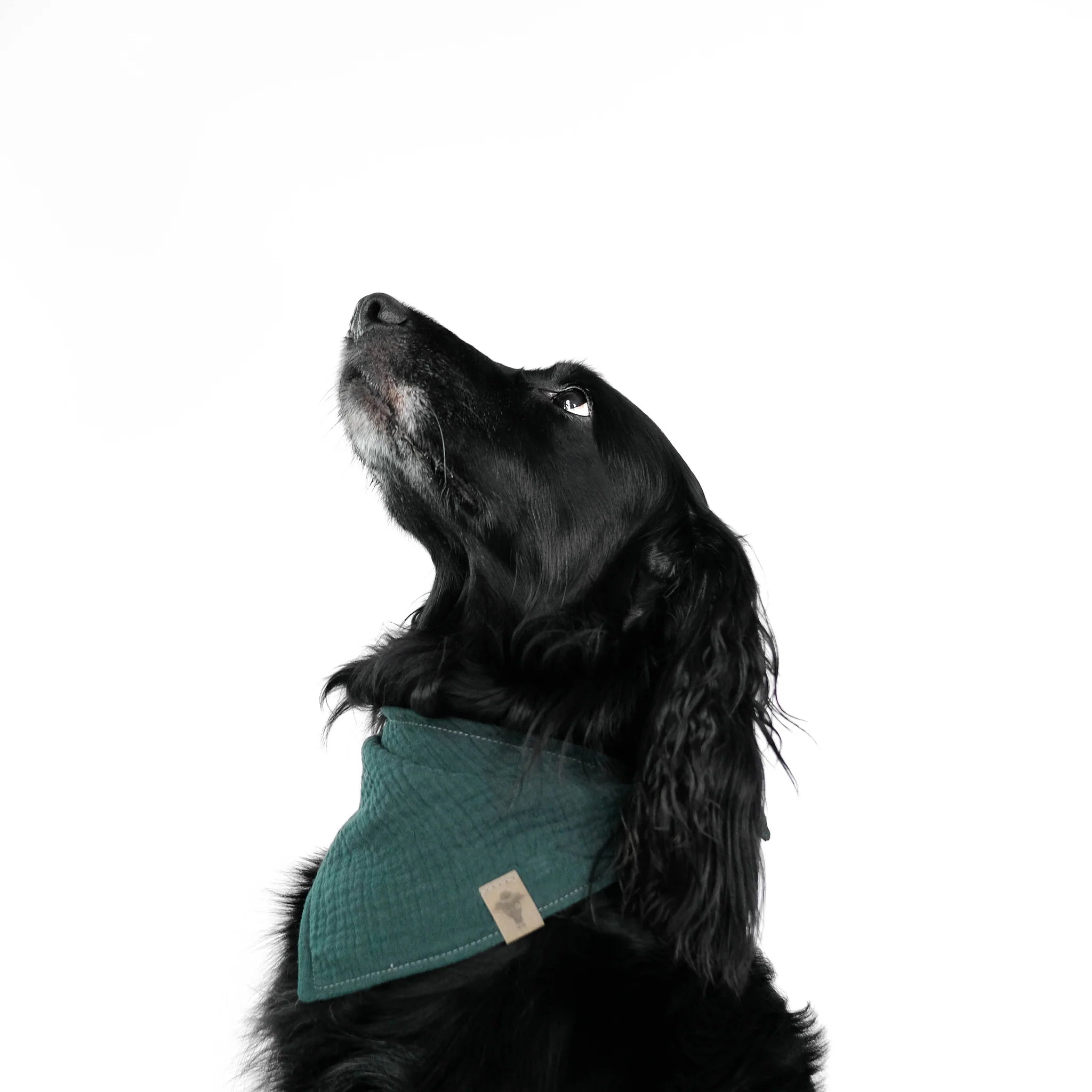 Karma-Hund-Hundehalstuch-Bandana-Forest-Green-Hund