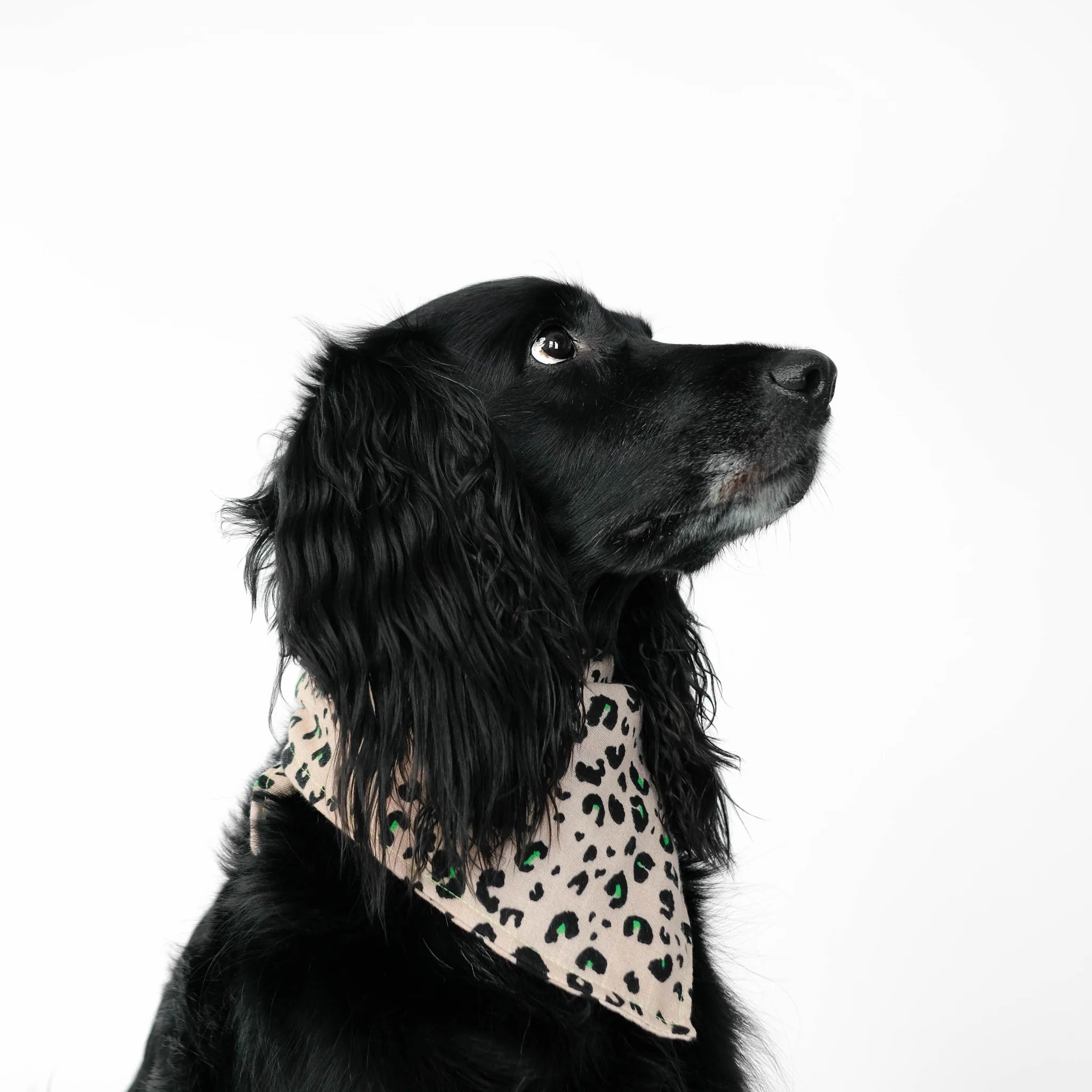 Karma-Hund-Hundehalstuch-Bandana-Leo-Hund