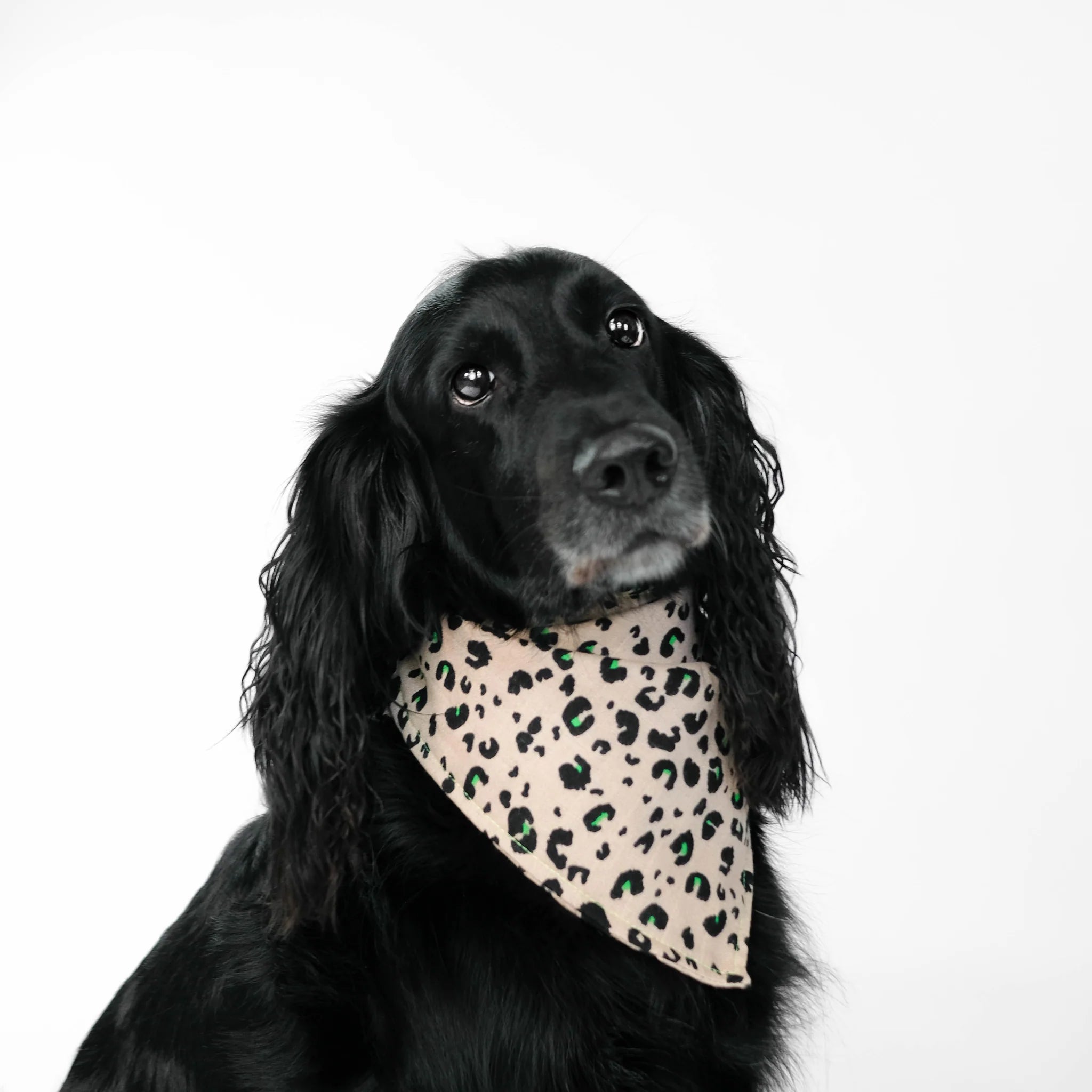 Karma-Hund-Hundehalstuch-Bandana-Leo-Hund3