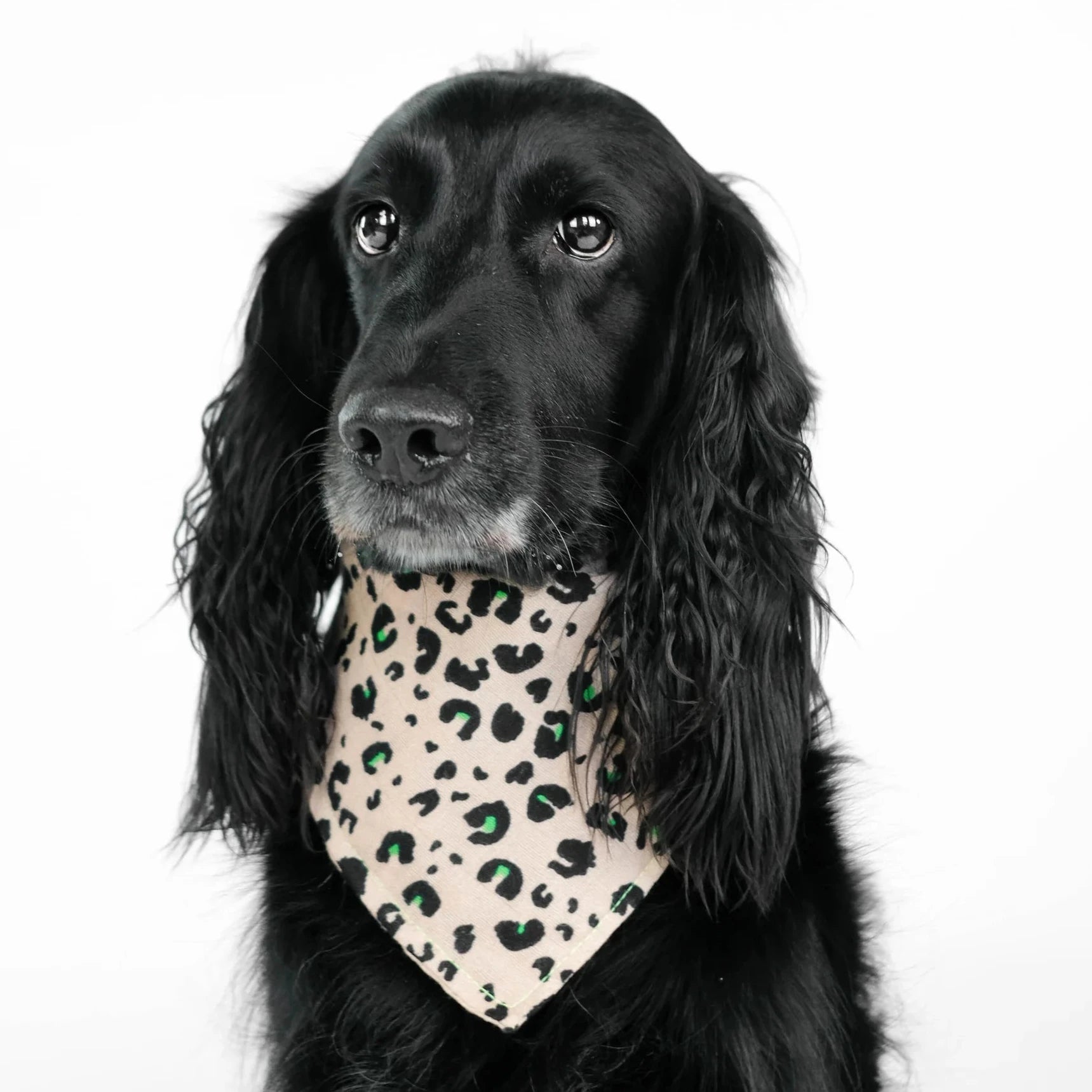 Karma-Hund-Hundehalstuch-Bandana-Leo