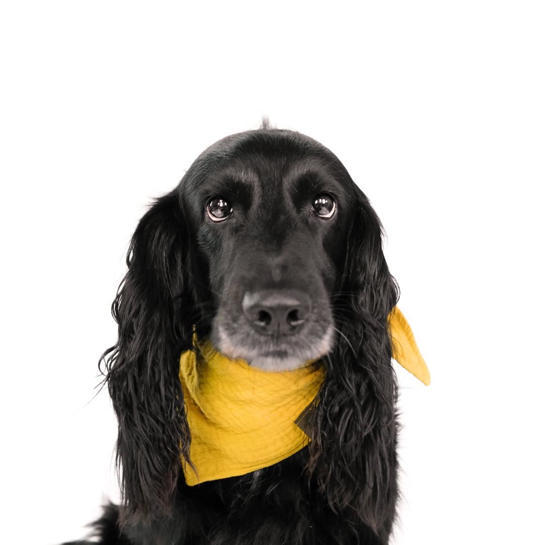 Karma-Hund-Hundehalstuch-Bandana-Sunny-Yellow-Hund1