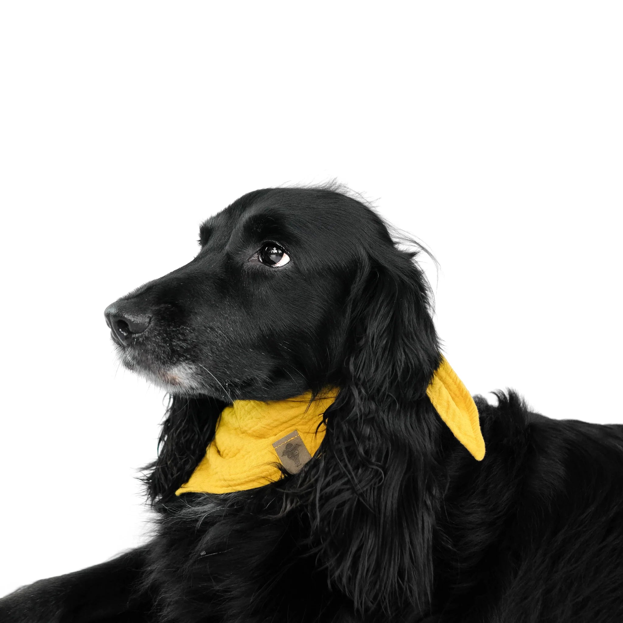 Karma-Hund-Hundehalstuch-Bandana-Sunny-Yellow-Hund2