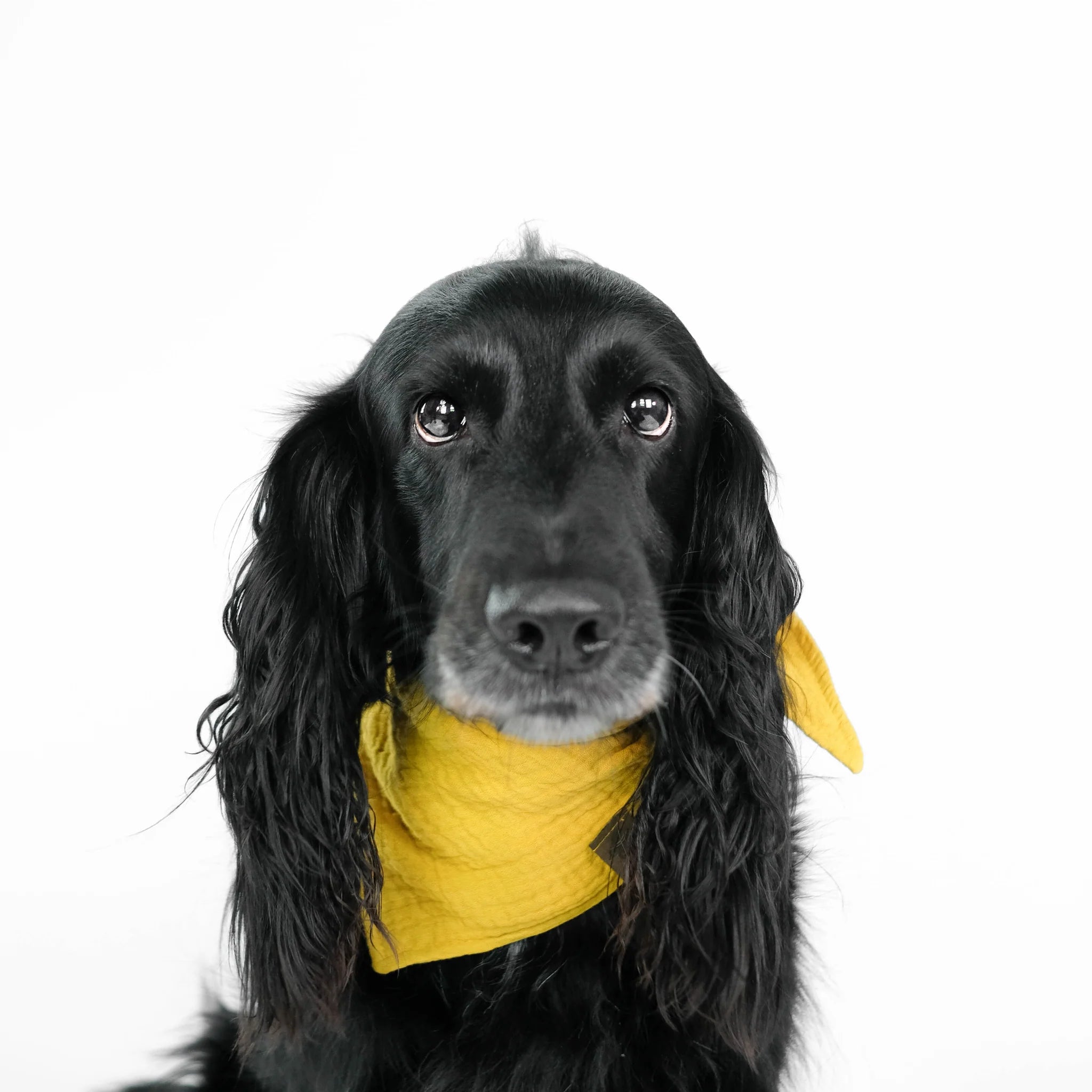 Karma-Hund-Hundehalstuch-Bandana-Sunny-Yellow