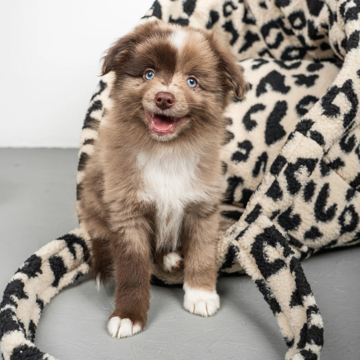 Karma-Hund-Hundetasche-Teddy-Leo-Schwarz-Hund3