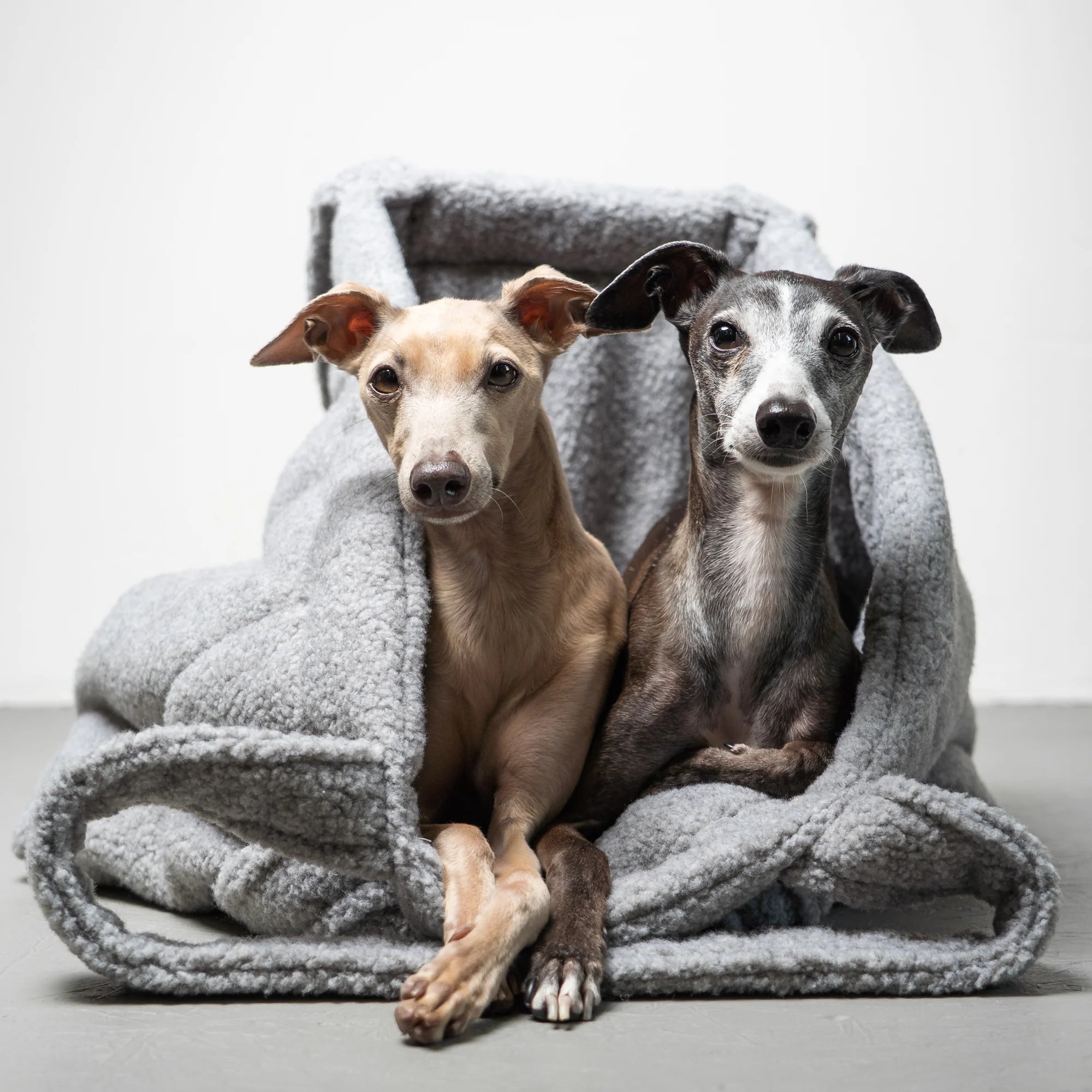 Karma-Hund-Hundetragetasche-Teddy-Shopper-Grey-Iggy2
