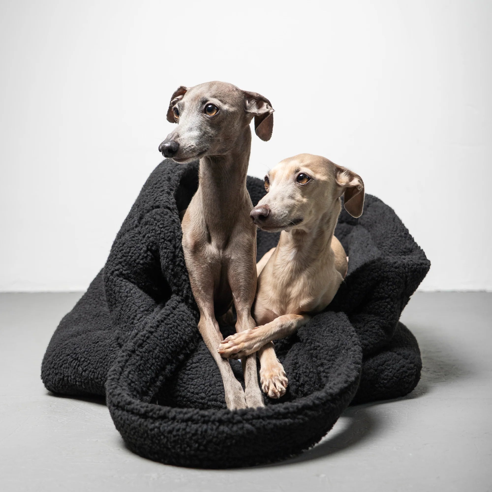 Karma-Hund-Hundetragetasche-Teddy-Shopper-Iggies