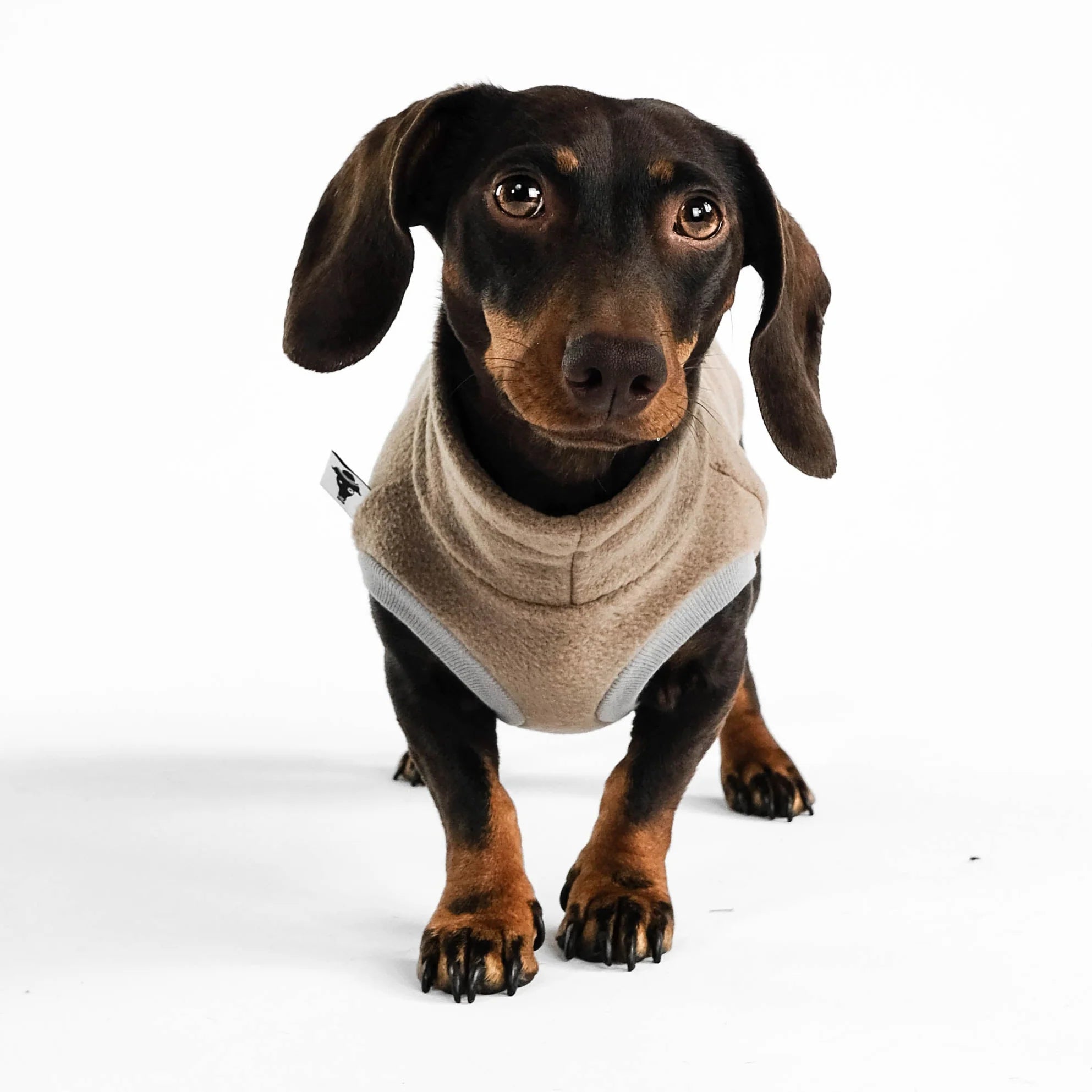 Karma-Hund-Long-Shirt-2.0-Dackel-Walnut-2