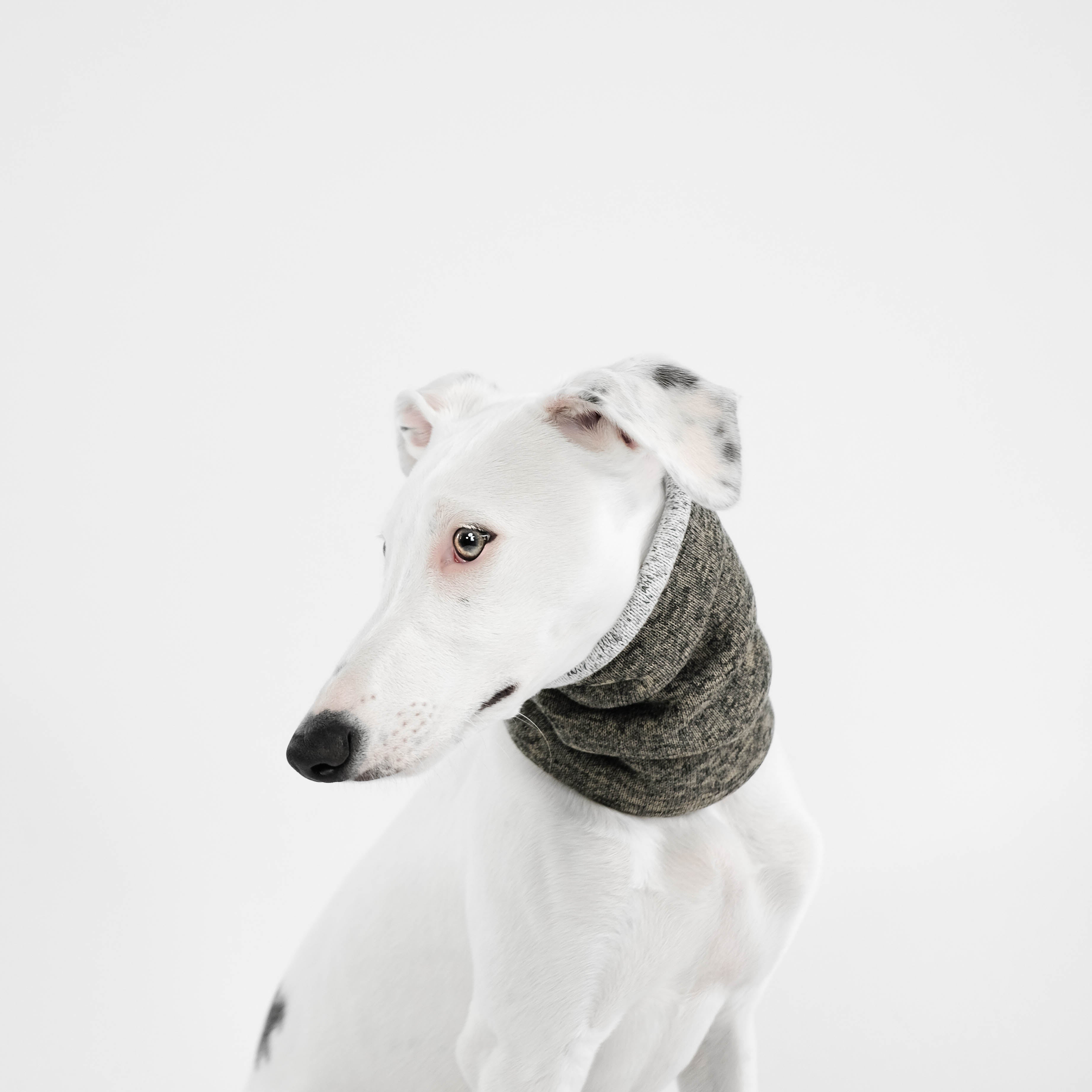 Karma-Hund-Loop-Grey-Melange-Hund3