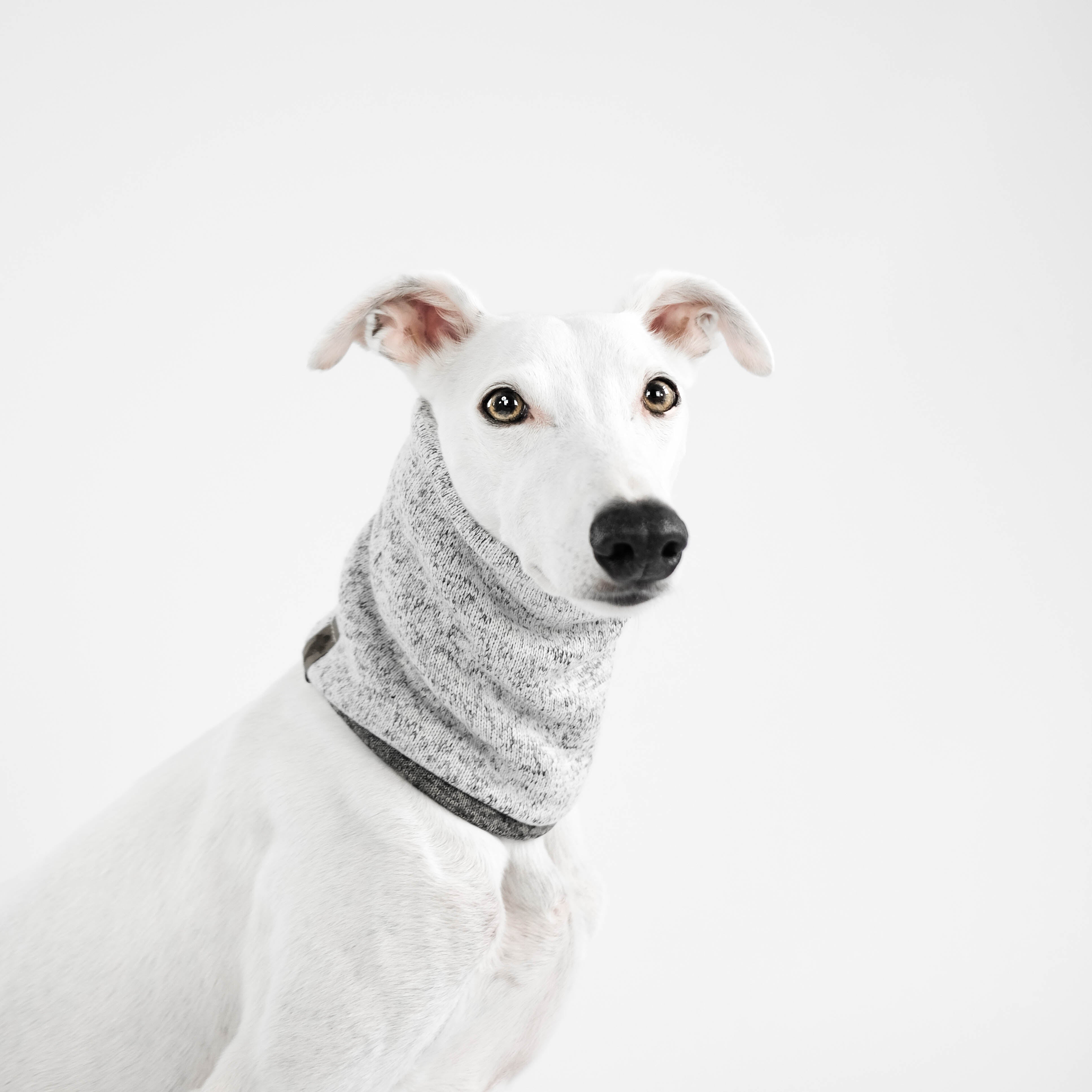 Karma-Hund-Loop-Grey-Melange-Hund5