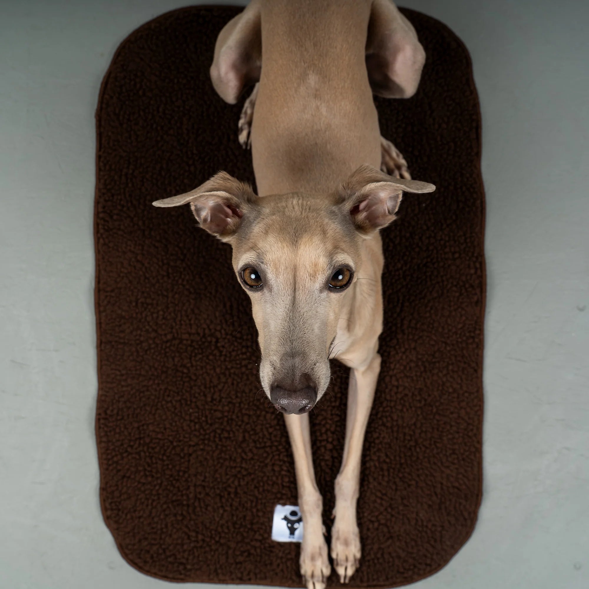 Karma-Hund-Platzdecke-Hundedecke-Brown-Hund