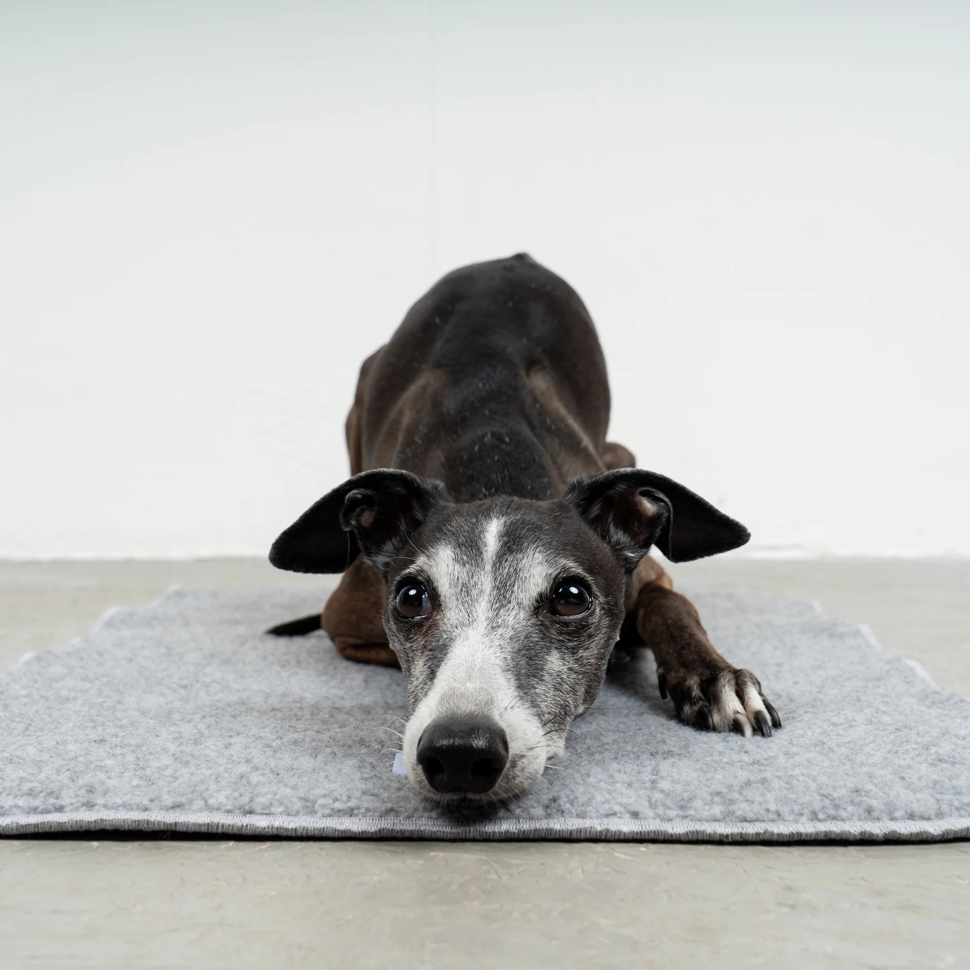 Karma-Hund-Platzdecke-Hundedecke-Grey-Hund