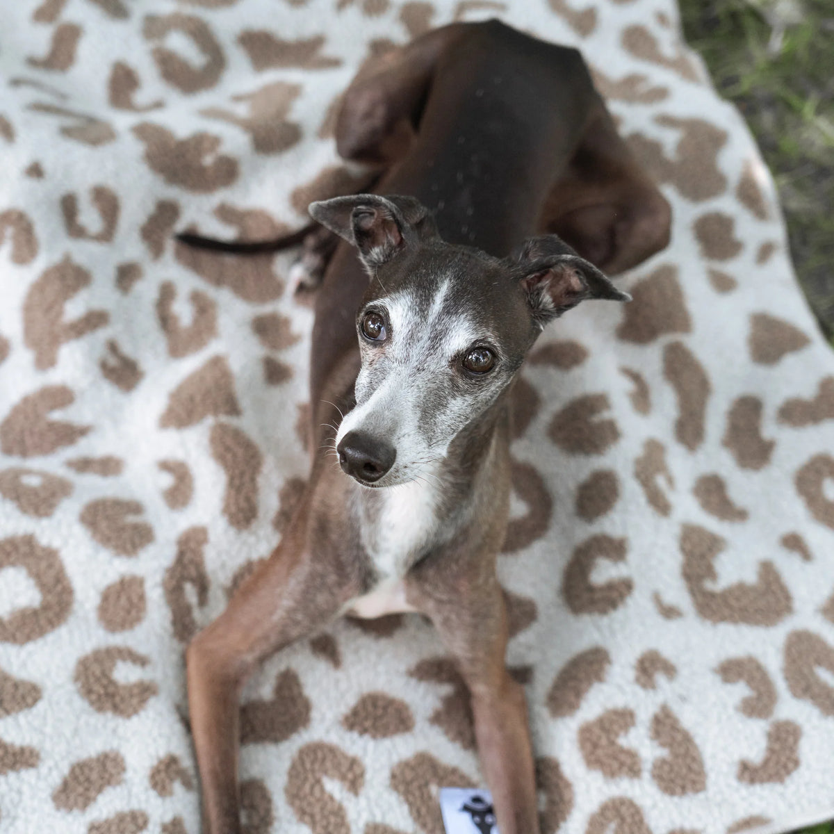 Karma-Hund-Platzdecke-Hundedecke-Light-Leo-Mood2