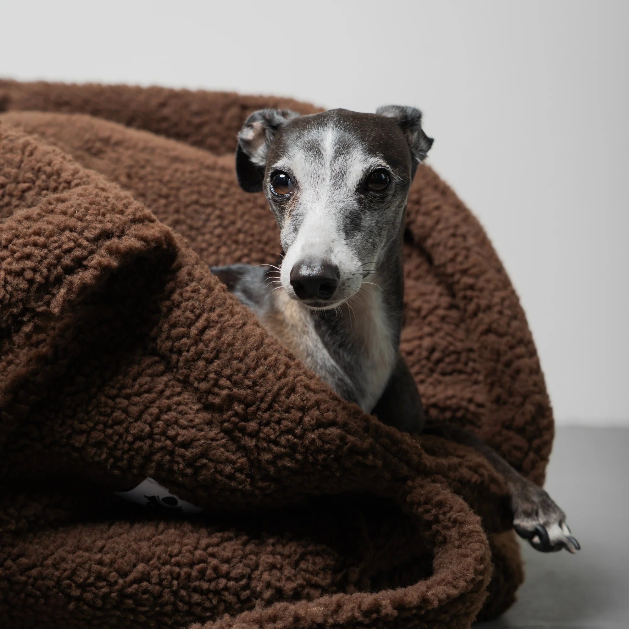 Karma-Hund-Teddy-Shopper-Brown-Iggy3