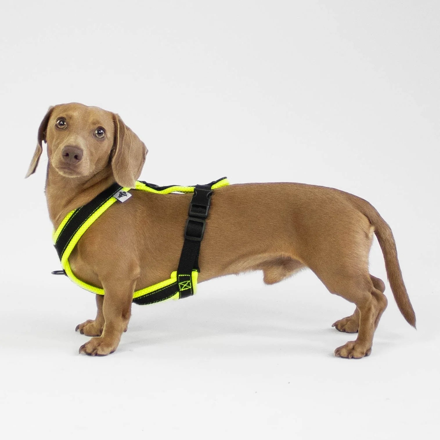 Karma-Hund-Y-Geschirr-Dackel-Neon-Yellow-Hund3