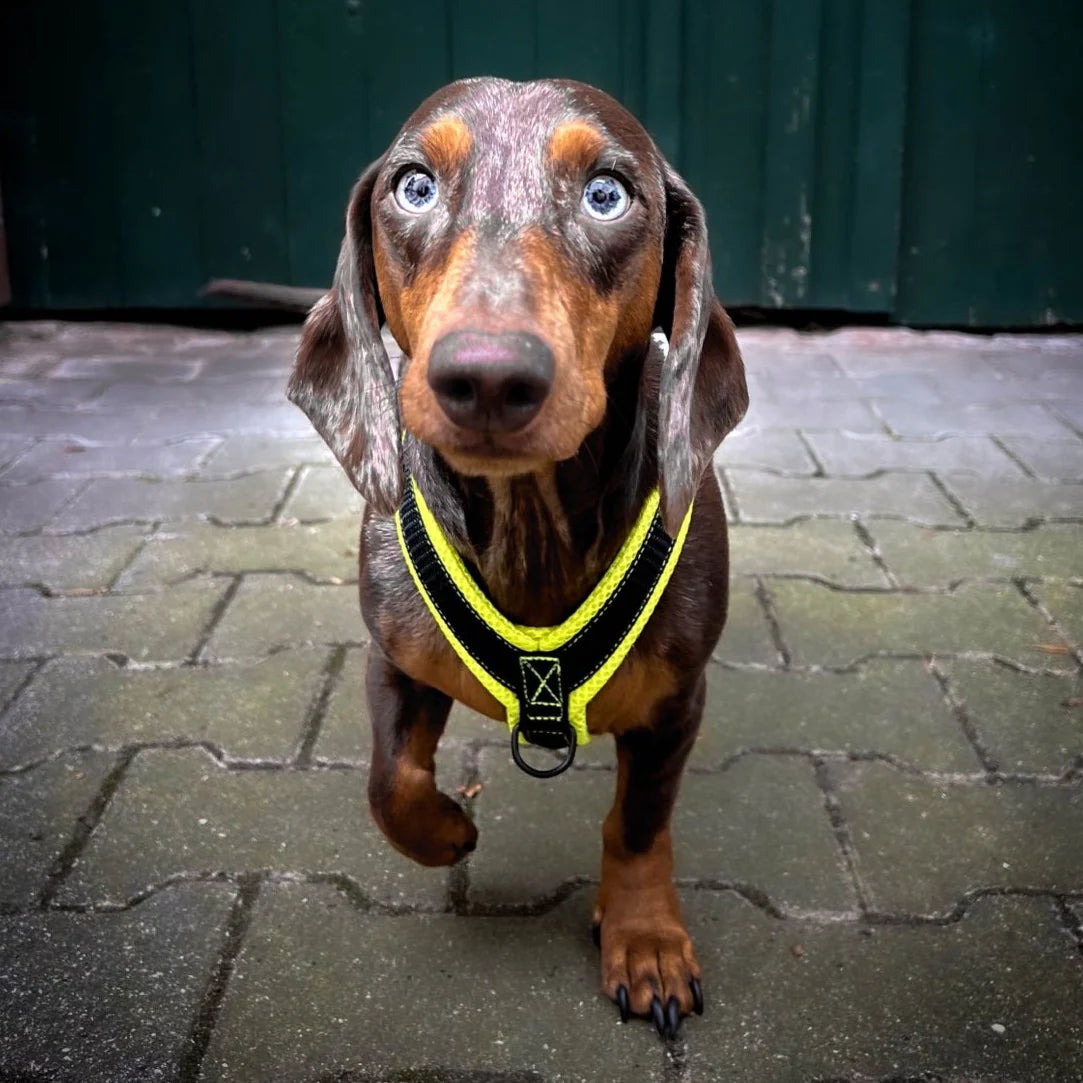 Karma-Hund-Y-Geschirr-Dackel-Neon-Yellow-Hund4