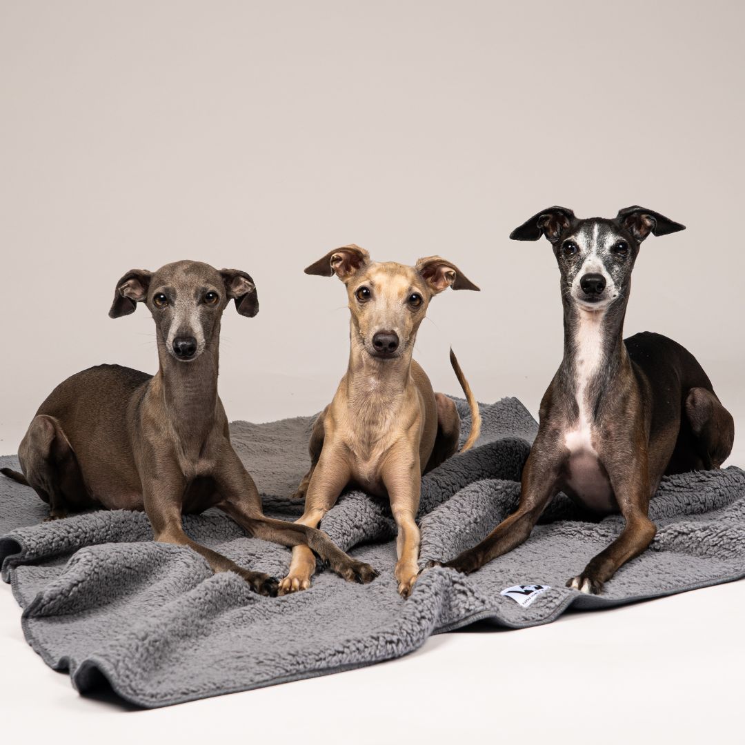 Karma-Hund-x-Woofstuff-Hundedecke-Double-Grey-Hund2