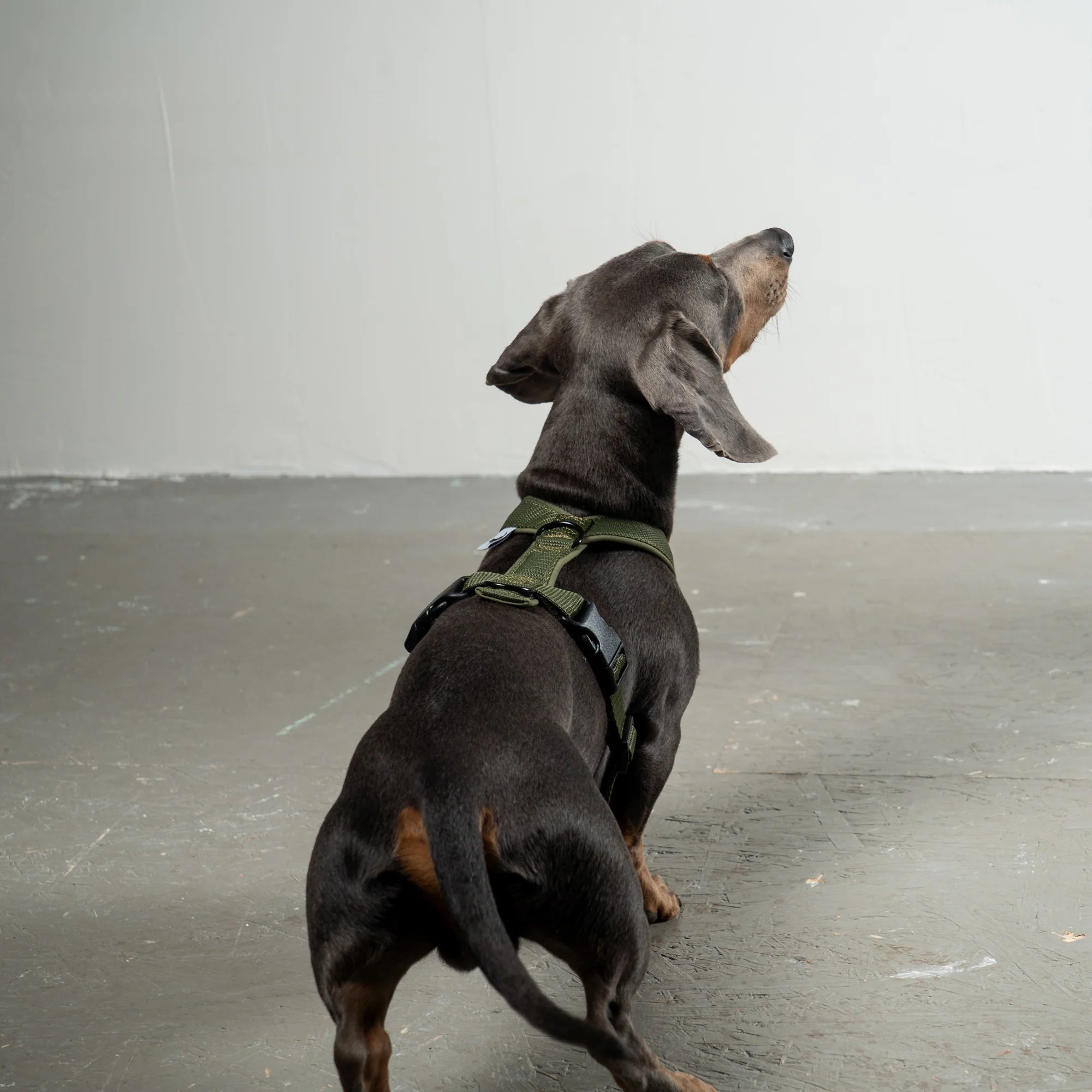 KarmaHund-Softshell-Hundegeschirr-Dackel-Dark-Olive-2