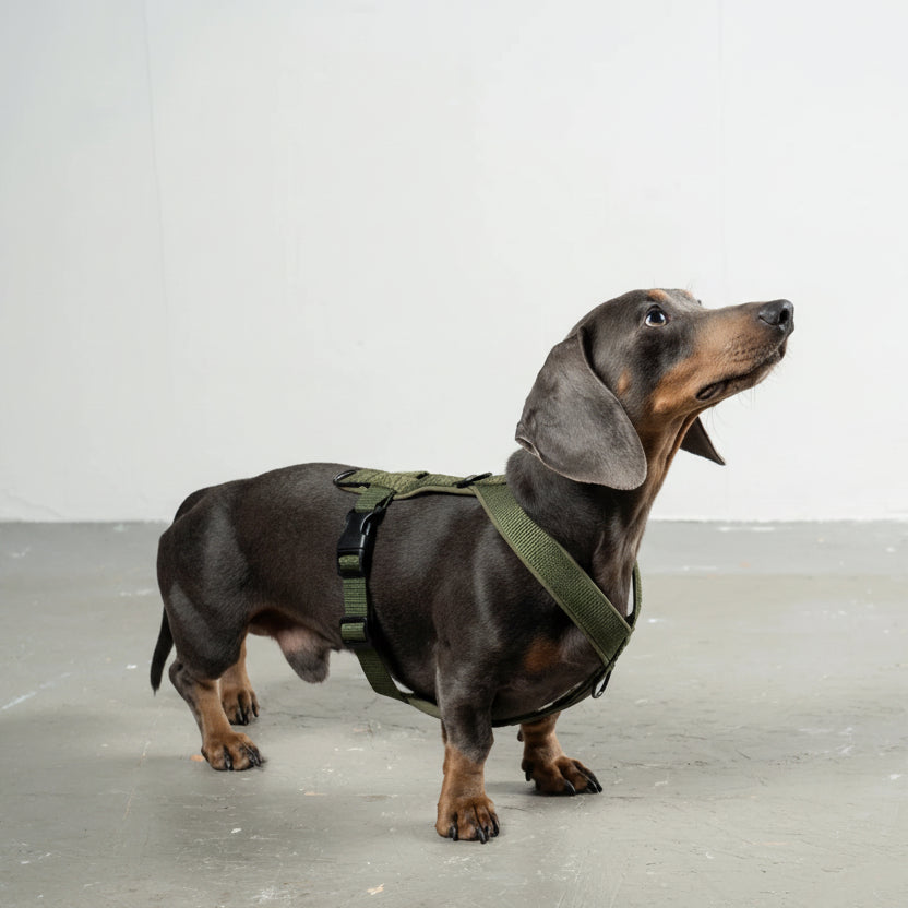 KarmaHund-Softshell-Hundegeschirr-Dackel-Dark-Olive-4