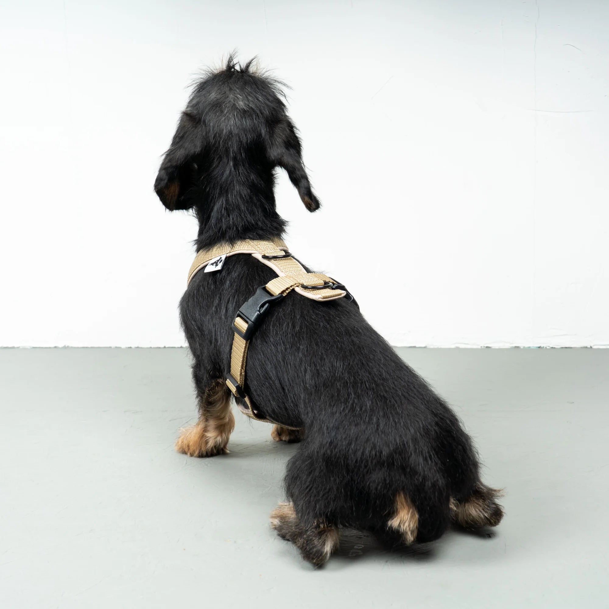 KarmaHund-Softshell-Hundegeschirr-Dackel-Sand-4