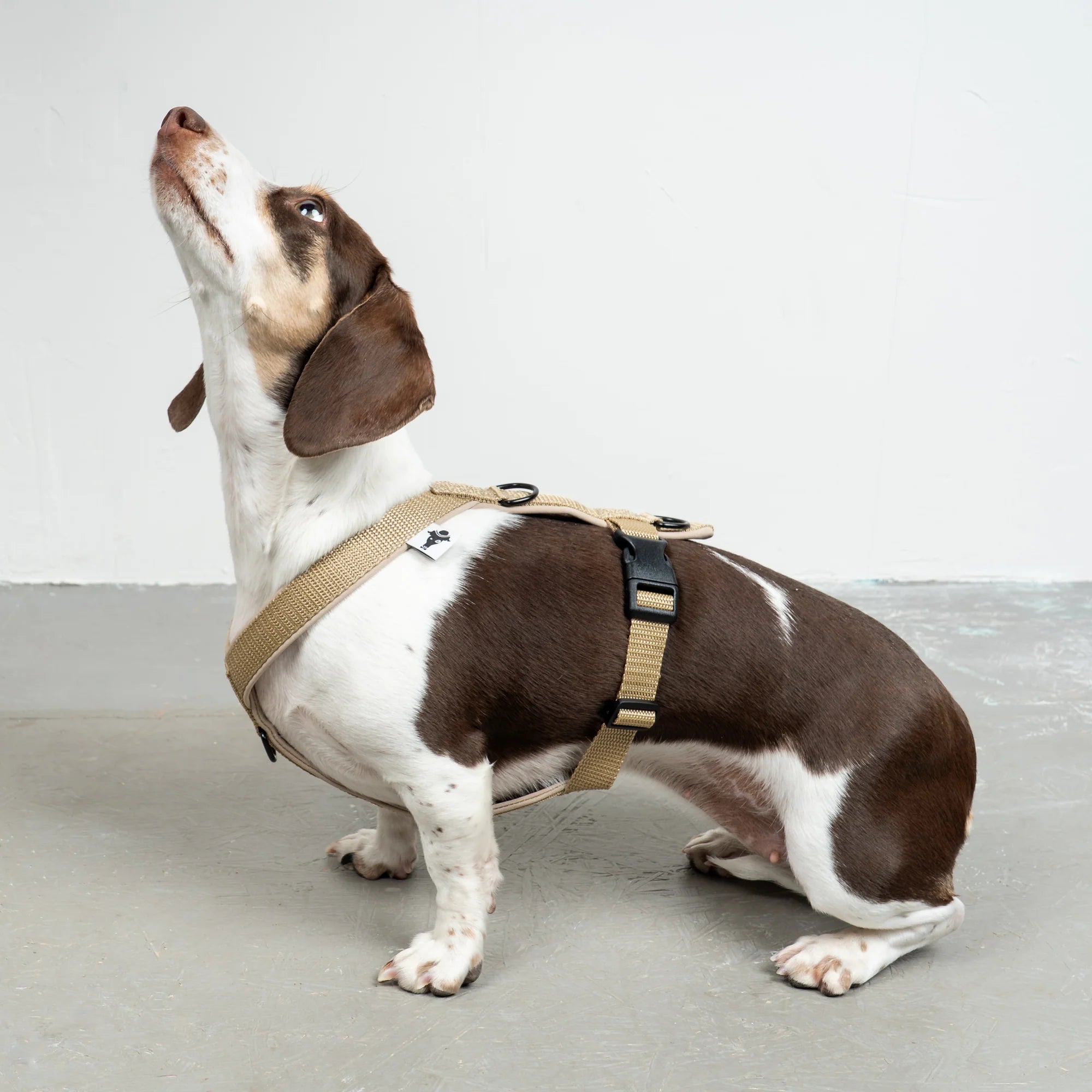 KarmaHund-Softshell-Hundegeschirr-Dackel-Sand-6