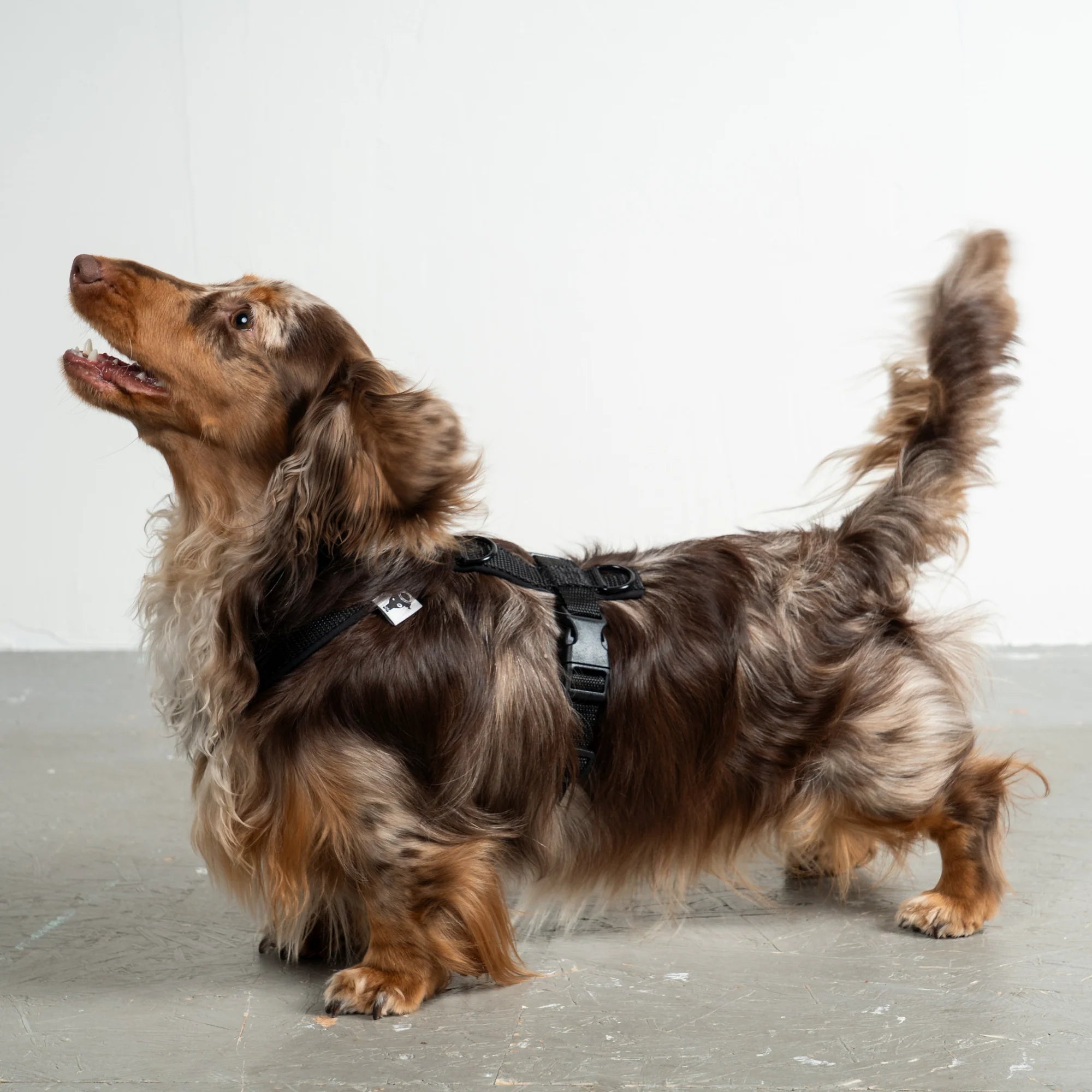 KarmaHund-Softshell-Hundegeschirr-Dackel-Schwarz-4