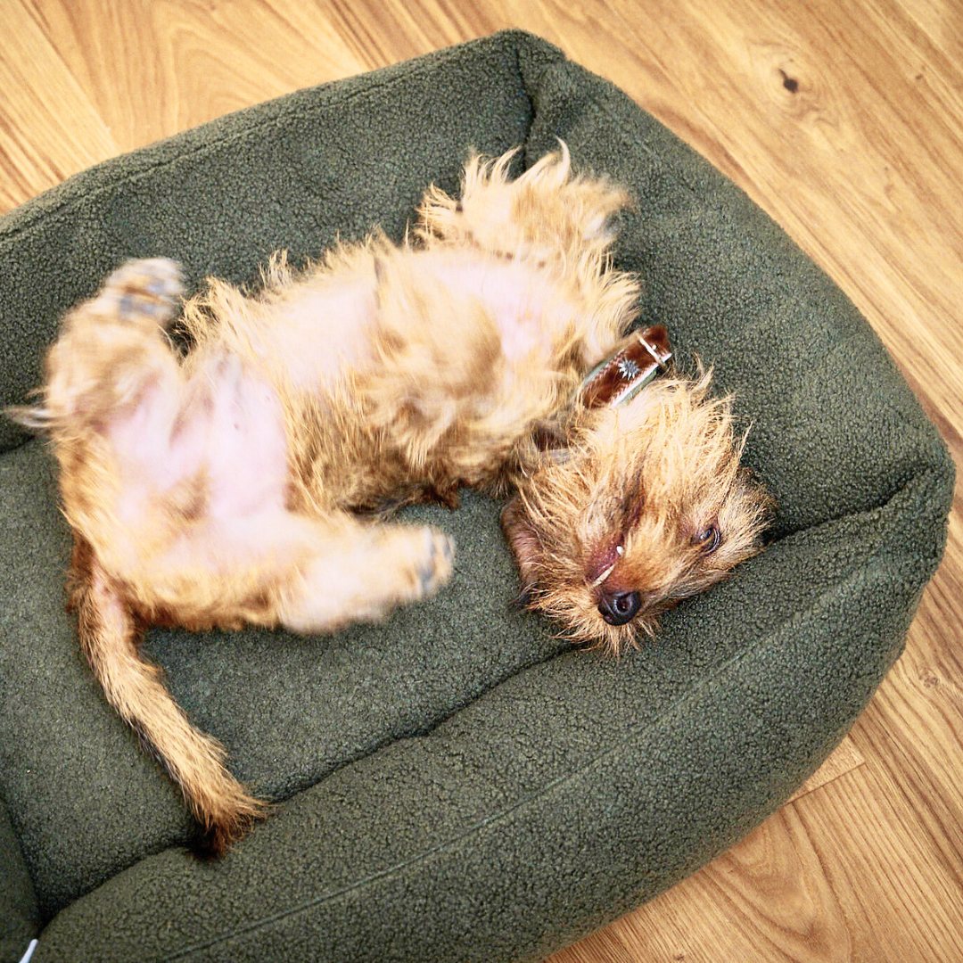 Laboni-Hundebett-Teddy-Boucle-Green-Mood