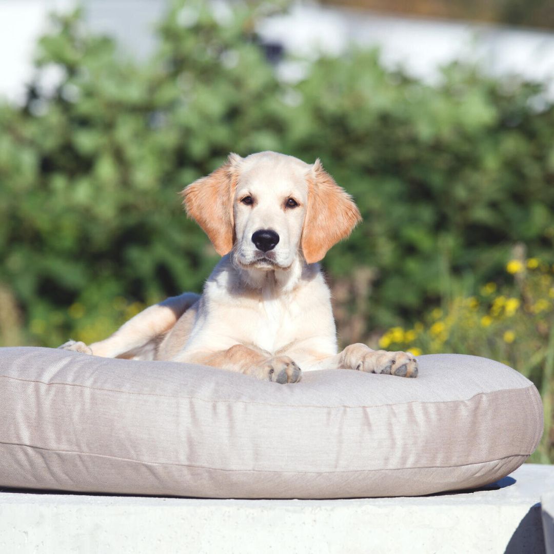 Laboni-Hundekissen-Luna-Lounge-Smooth-Lino-Hund