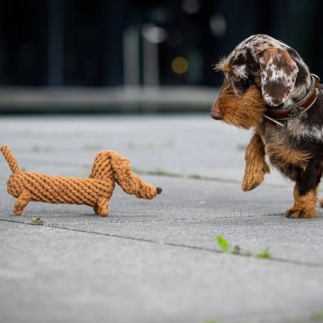 Laboni-Hundespielzeug-Diego-Dackel-Hund1