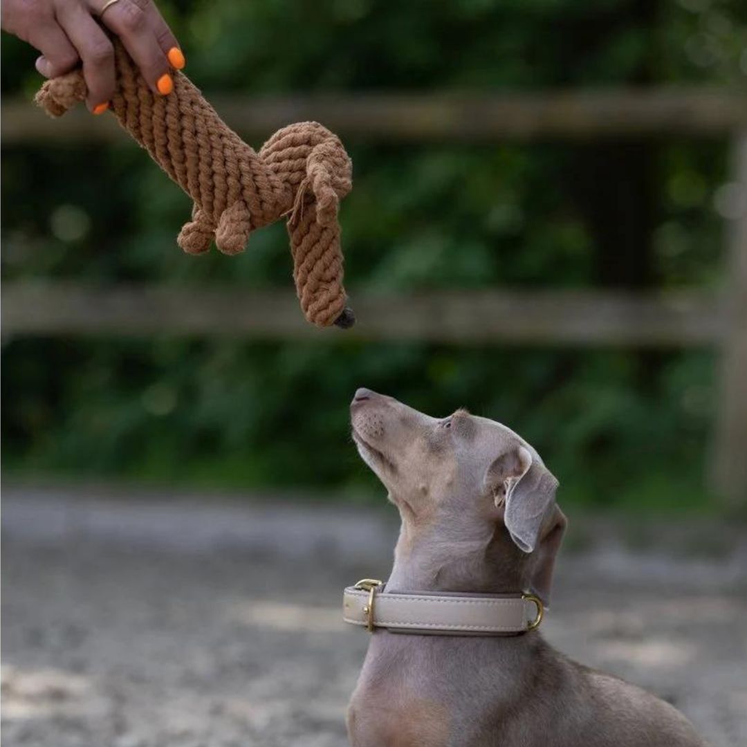 Laboni-Hundespielzeug-Diego-Dackel-Hund2