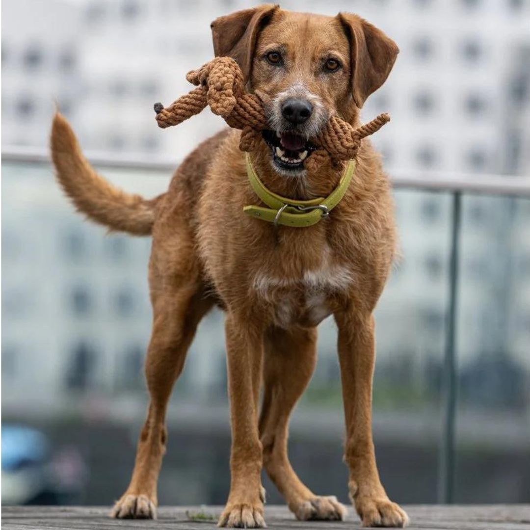 Laboni-Hundespielzeug-Diego-Dackel-Hund3