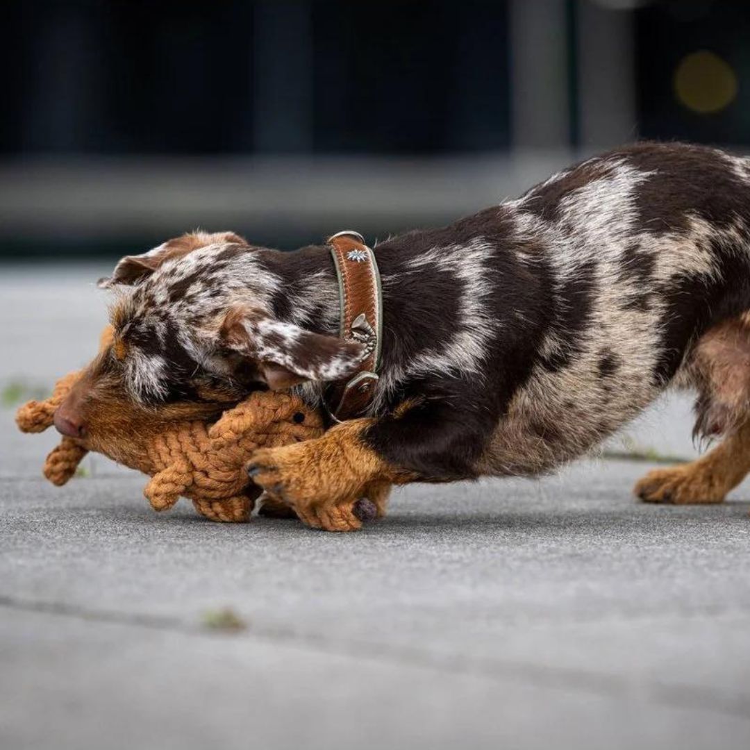 Laboni-Hundespielzeug-Diego-Dackel-Hund4