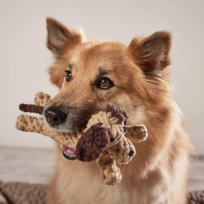 Laboni-Hundespielzeug-Doggy-Dog-Junior-7