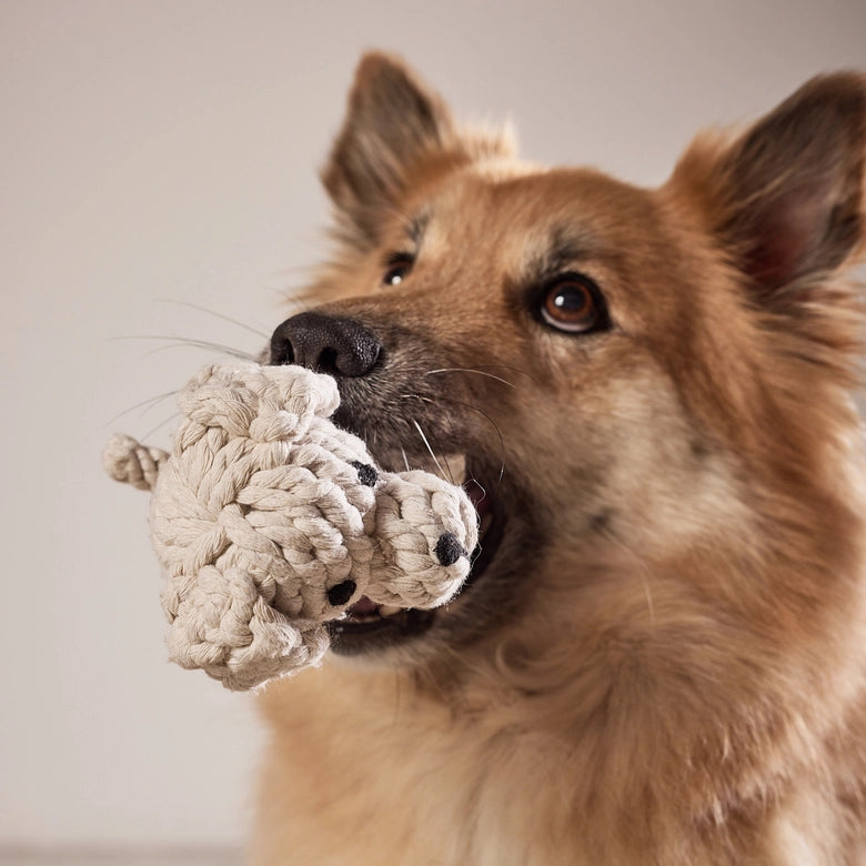 Laboni-Hundespielzeug-Welpe-Tapsi-2