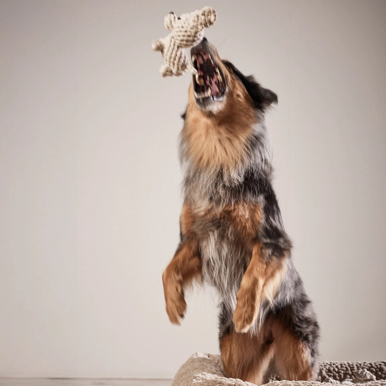 Laboni-Hundespielzeug-Welpe-Tapsi-4