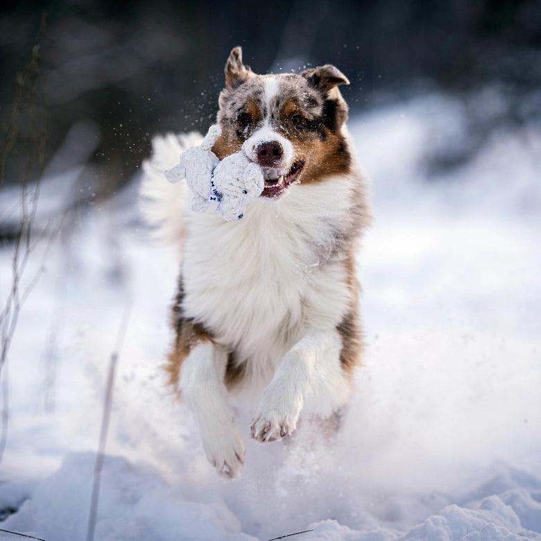 Laboni-Hundespielzeug-Welpe-Tapsi-6