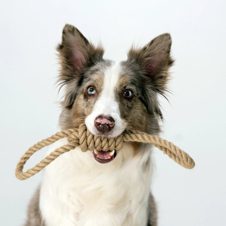 Laboni-Rope-Rebel-Zergel-Hanfseil-Hund